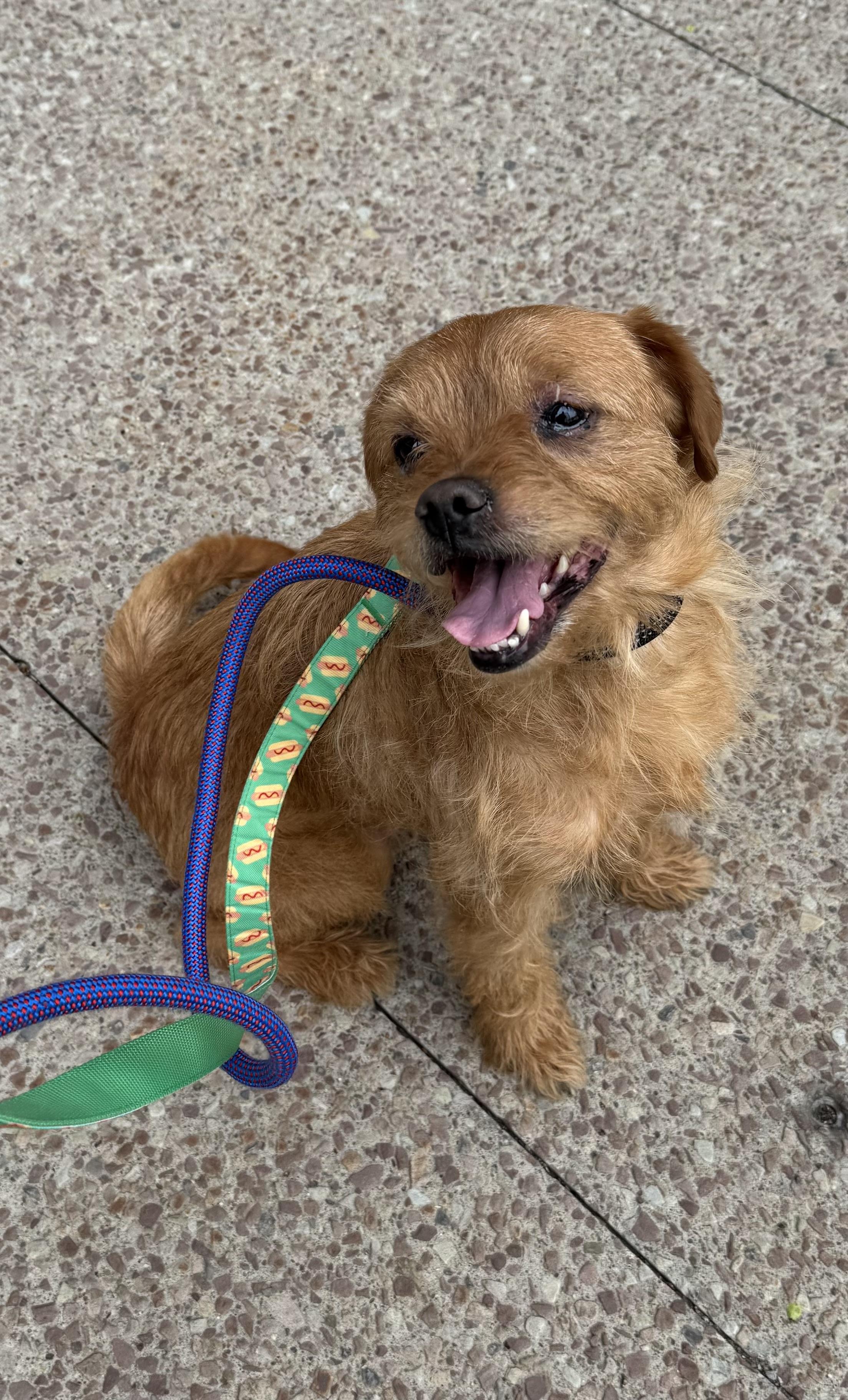 Enlarge George, an adopted mixed breed in Buffalo, NY image 3/5