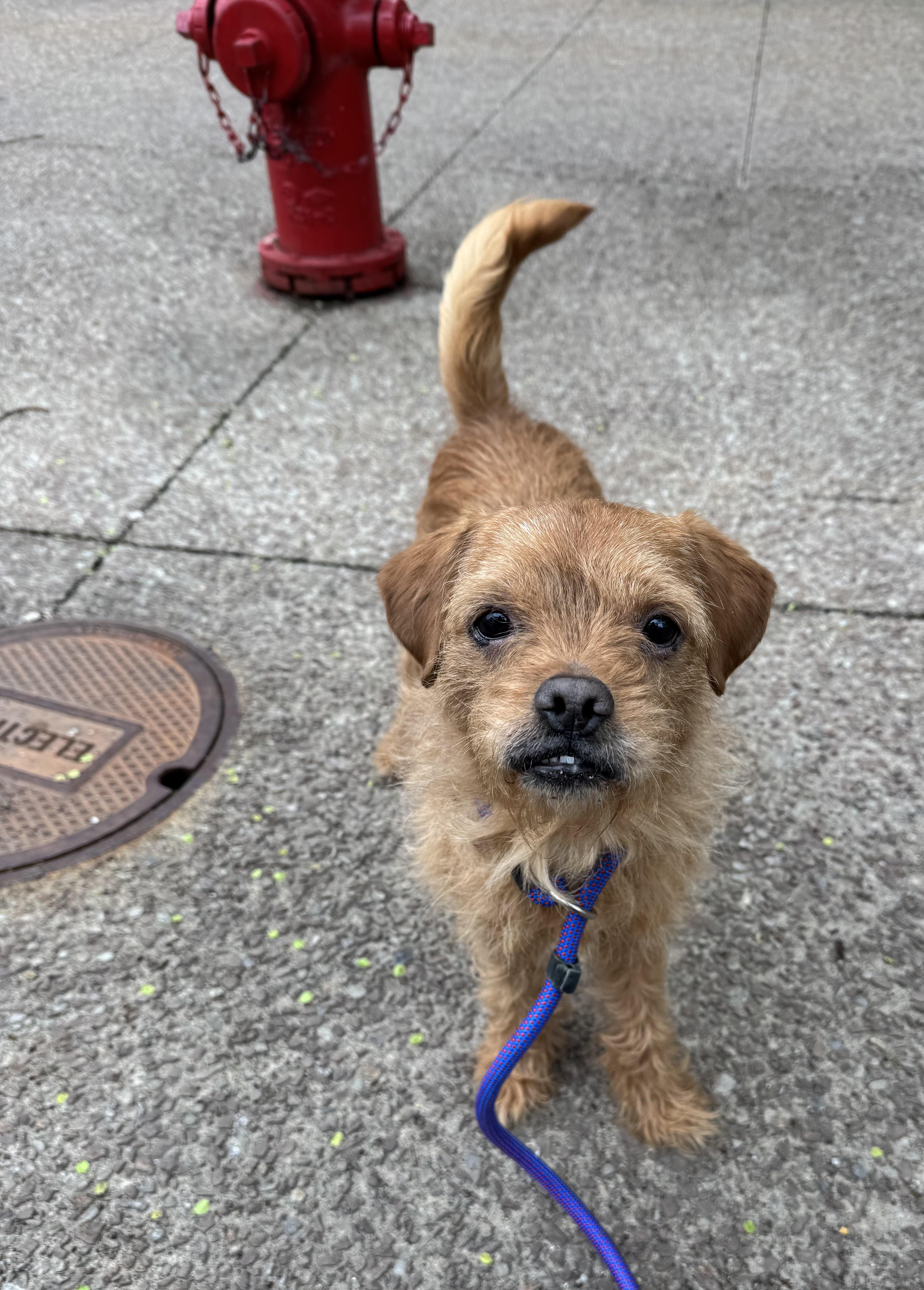 Enlarge George, an adopted mixed breed in Buffalo, NY image 1/5