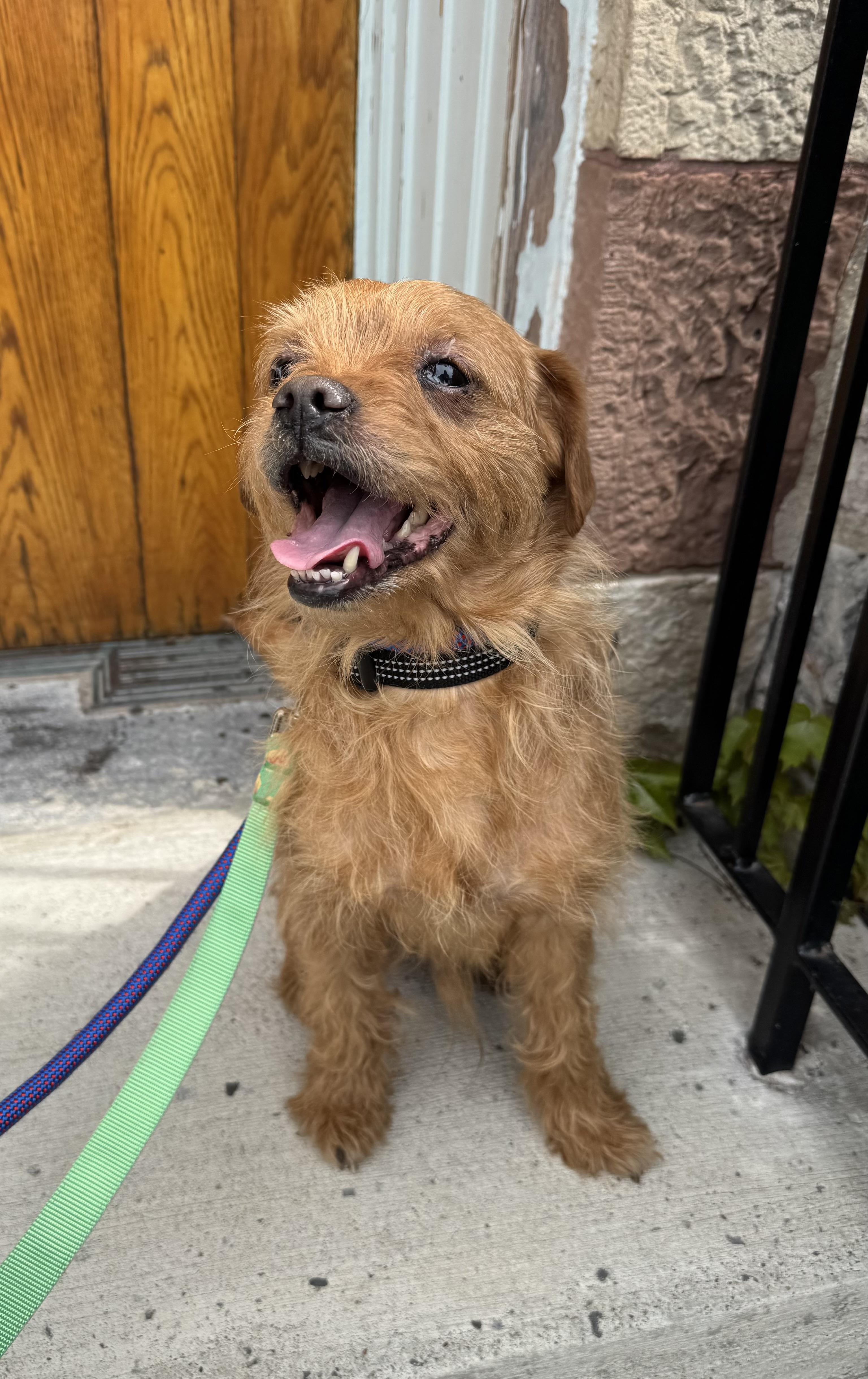 Enlarge George, an adopted mixed breed in Buffalo, NY image 2/5