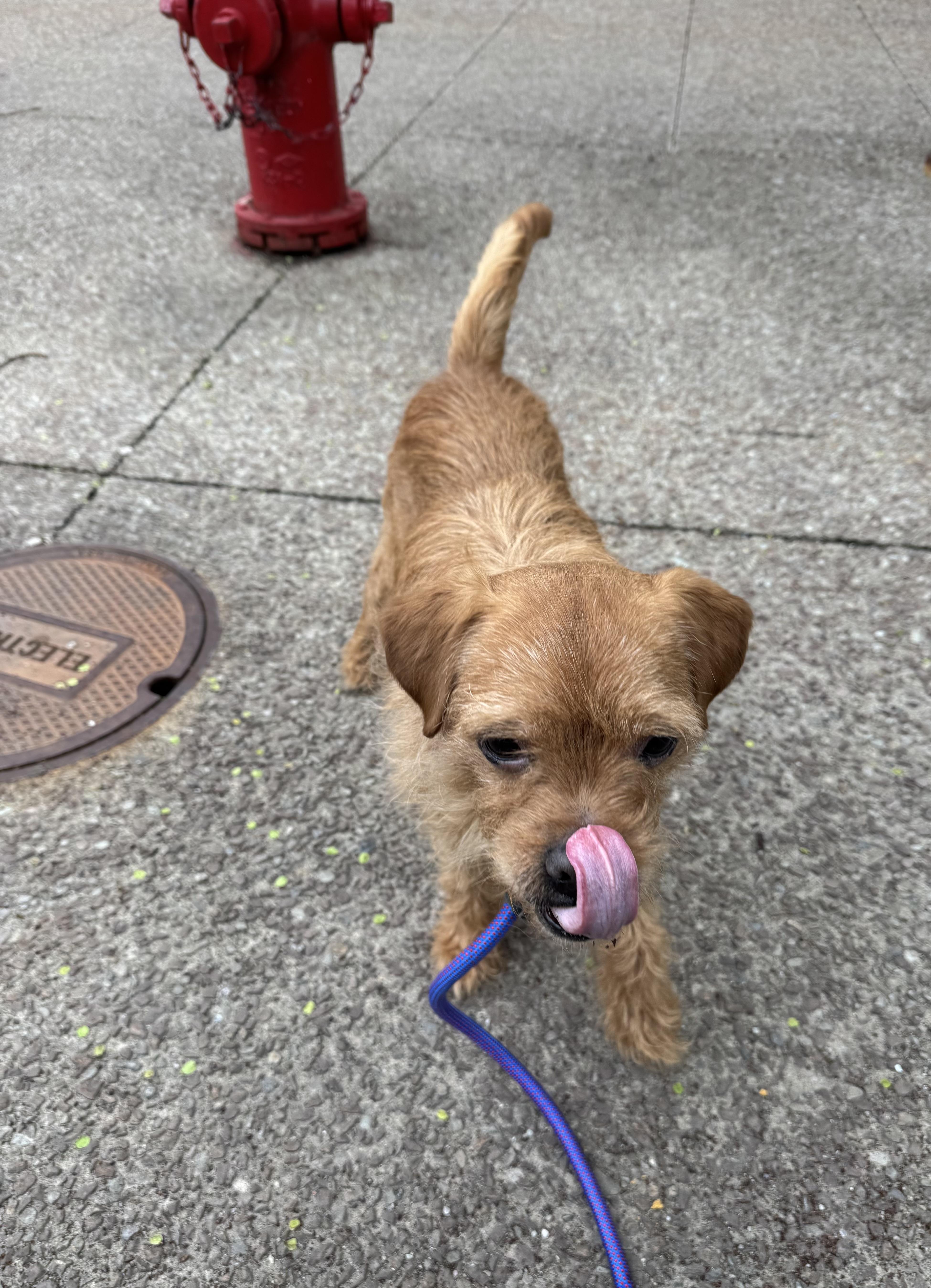 Enlarge George, an adopted mixed breed in Buffalo, NY image 4/5
