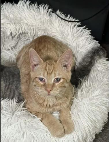 Tango M, adopted, Young Male Tabby.