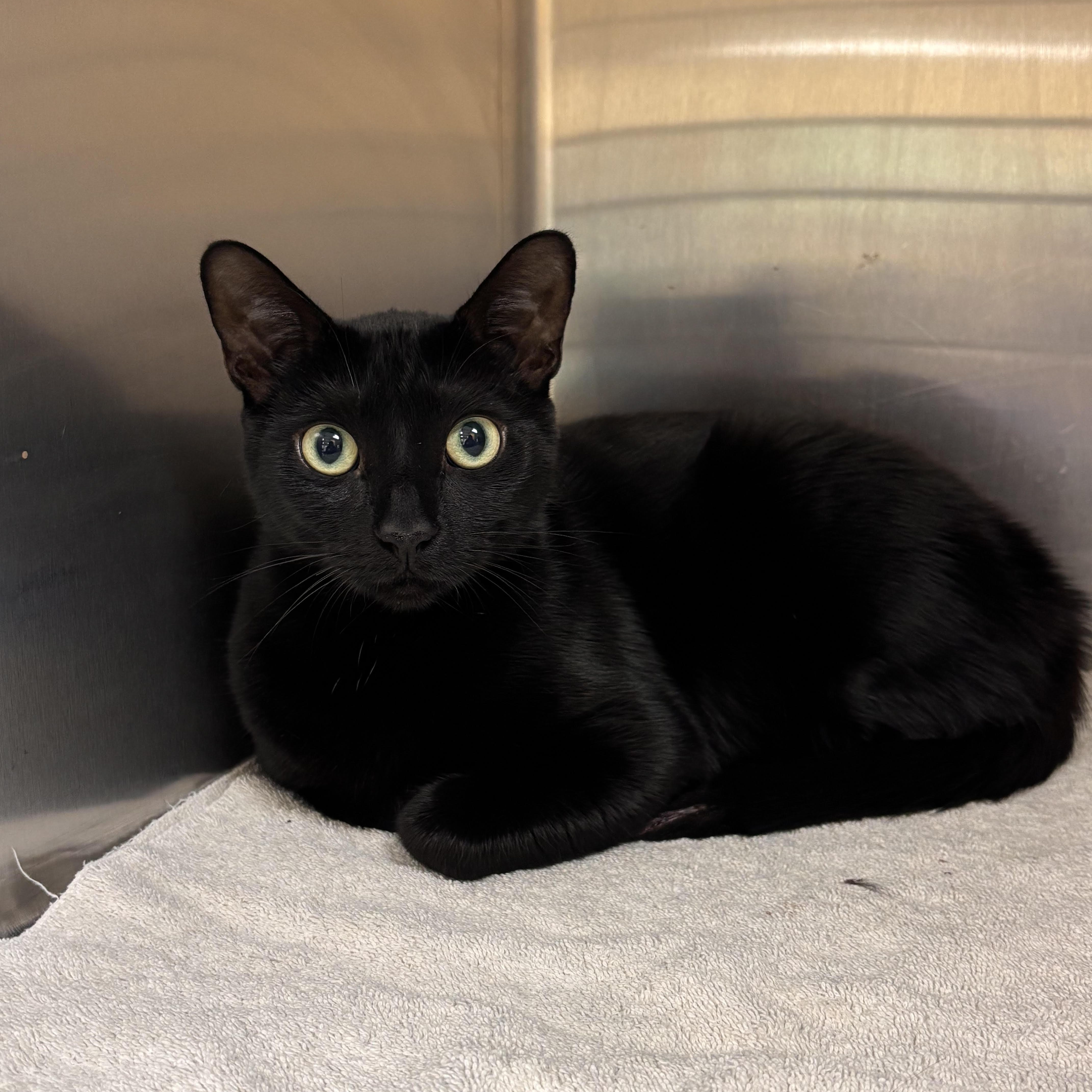 Enlarge Pearl (in Foster Care), a Adoptable Domestic Short Hair in Charleston, SC image 2/5