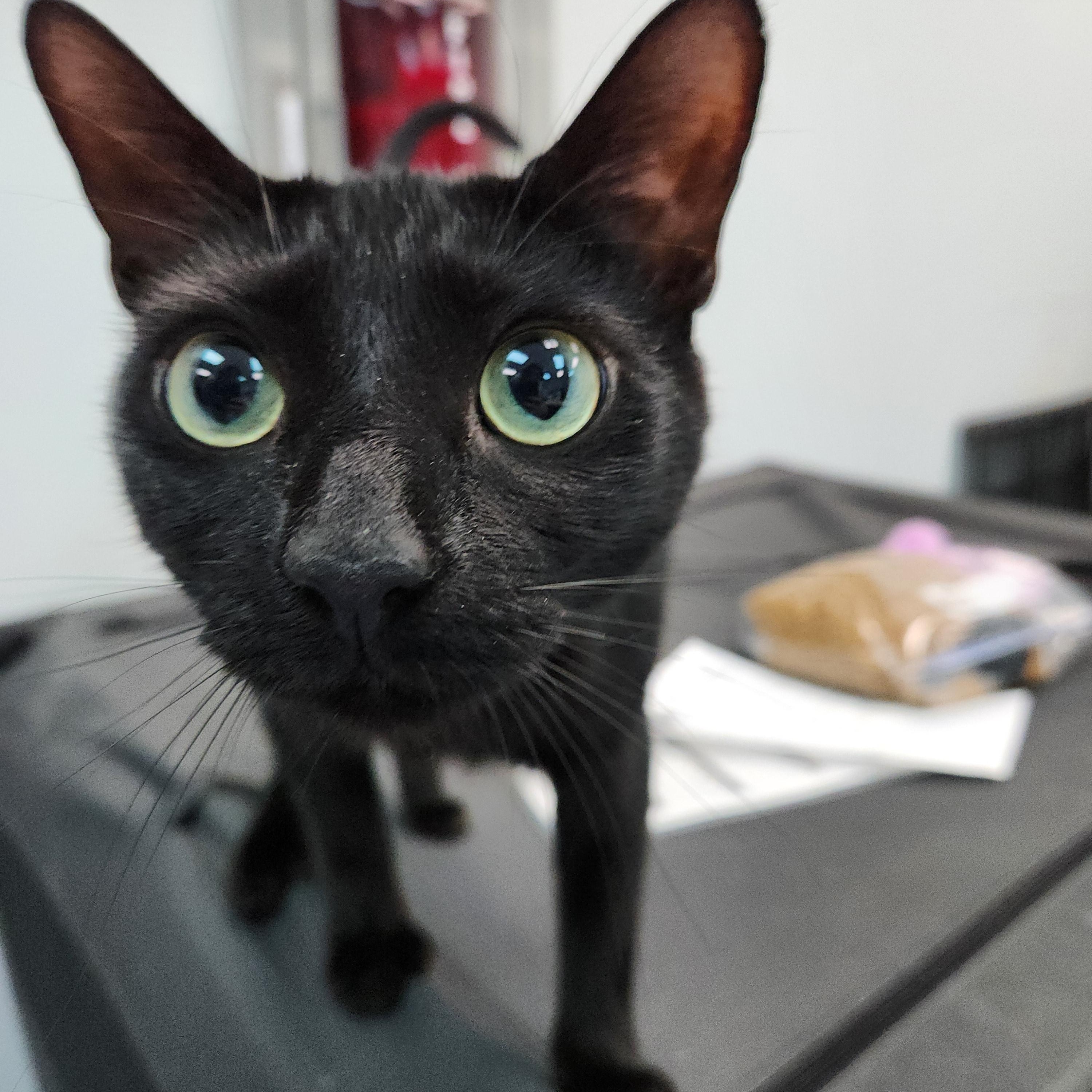 Enlarge Pearl (in Foster Care), a Adoptable Domestic Short Hair in Charleston, SC image 3/5