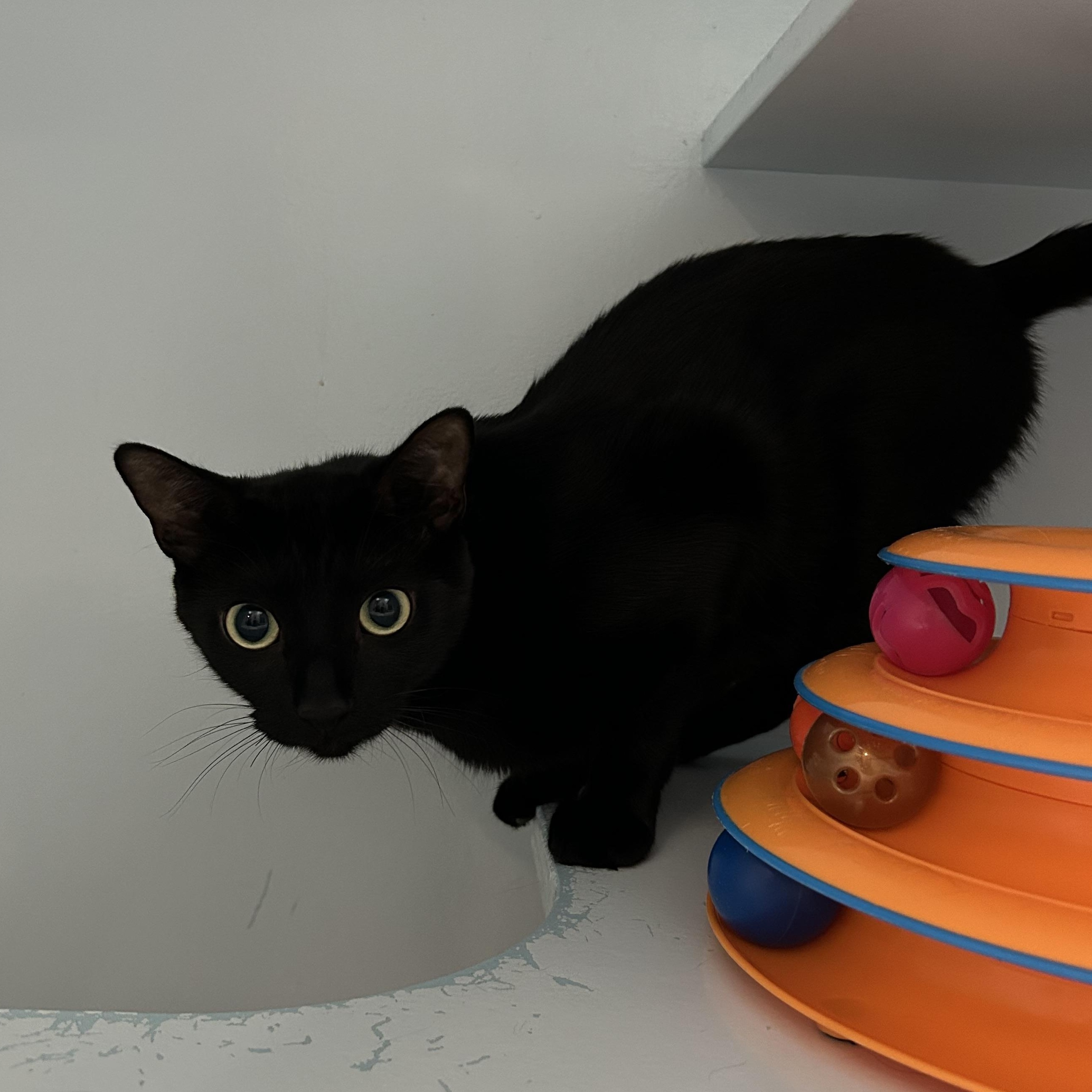 Enlarge Pearl (in Foster Care), a Adoptable Domestic Short Hair in Charleston, SC image 5/5