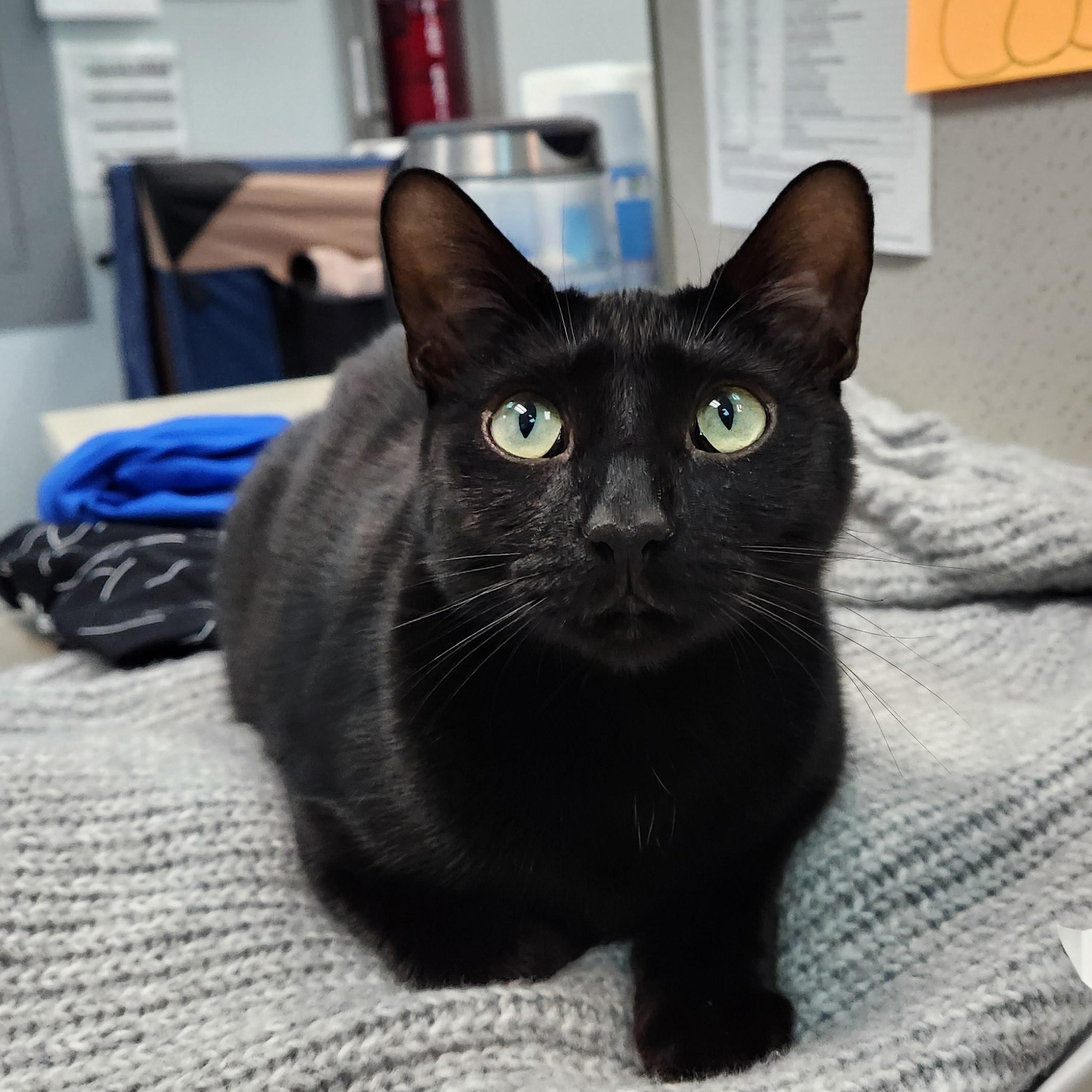 Enlarge Pearl (in Foster Care), a Adoptable Domestic Short Hair in Charleston, SC image 1/5