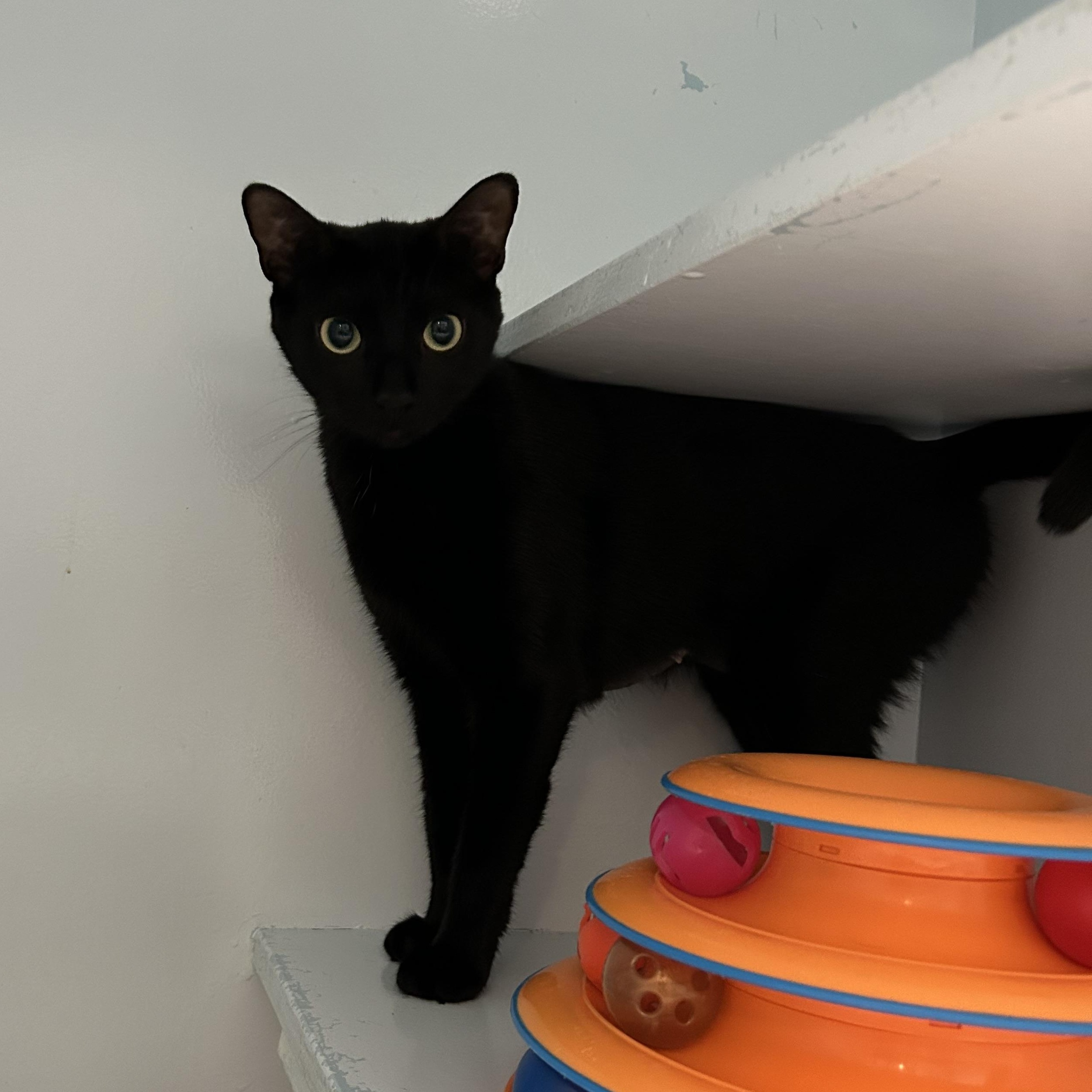 Enlarge Pearl (in Foster Care), a Adoptable Domestic Short Hair in Charleston, SC image 4/5