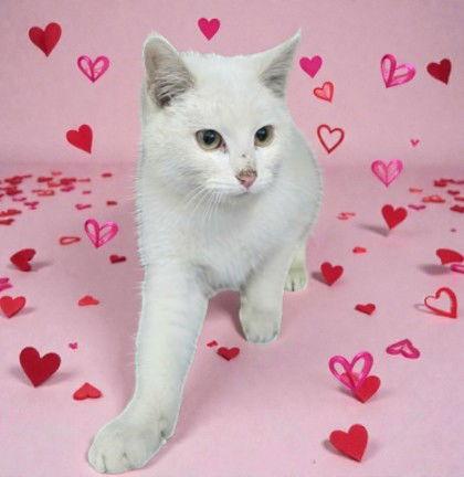 Enlarge Aspen, a Adopted Domestic Short Hair in Sullivan, IN image 1/1