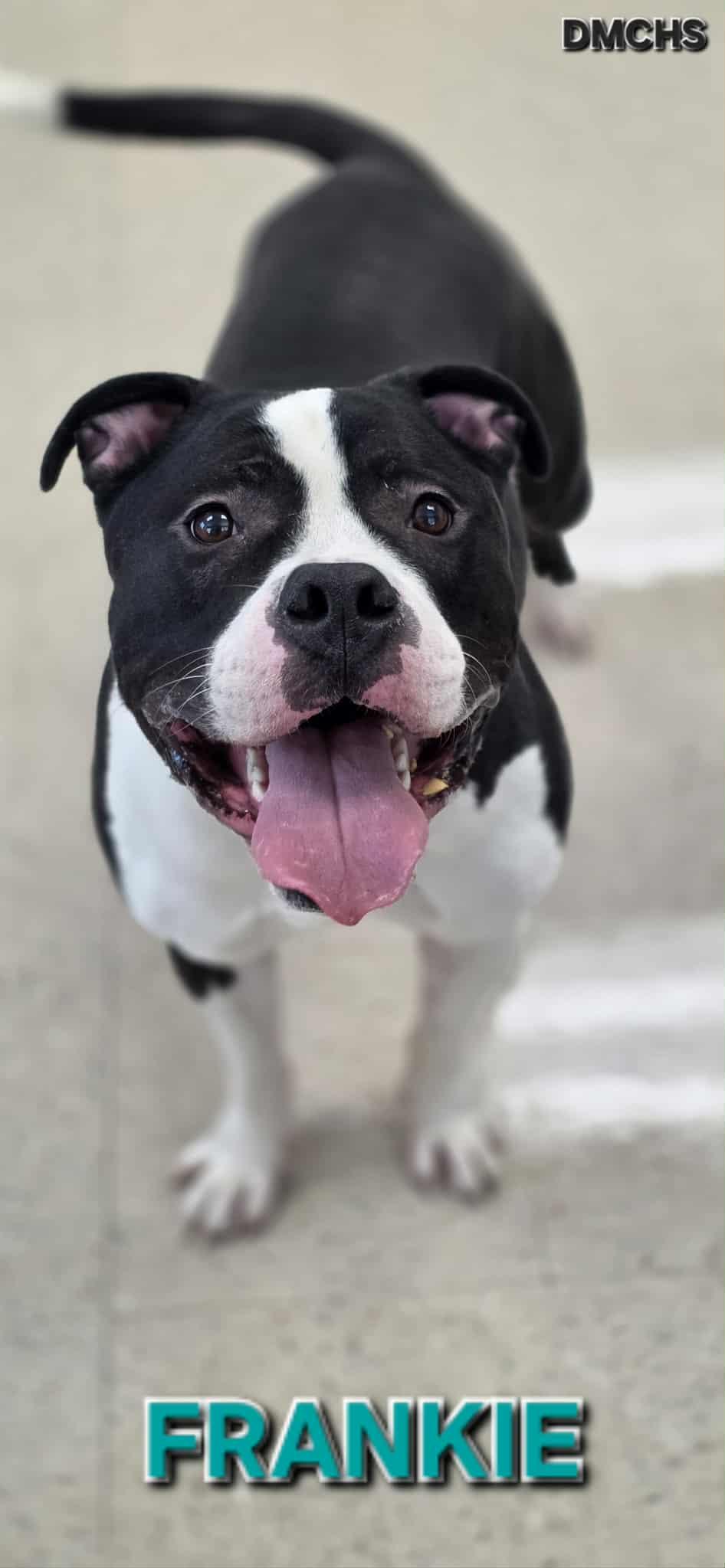 Frankie, Adoptable, Young Male Pit Bull Terrier.