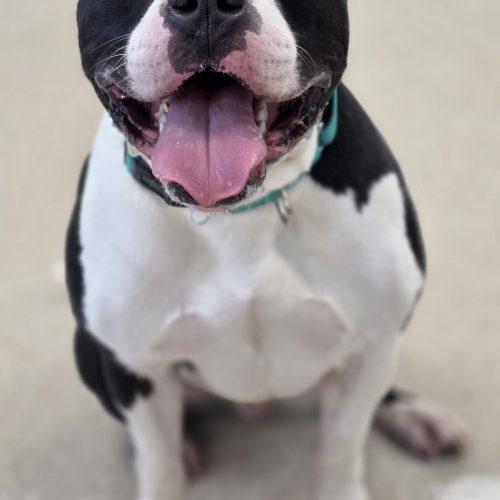 Enlarge Frankie, a Adoptable Pit Bull Terrier in Burlington, IA image 1/5