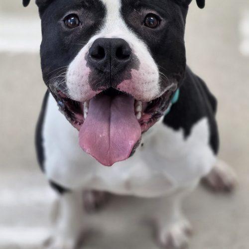 Enlarge Frankie, a Adoptable Pit Bull Terrier in Burlington, IA image 3/5