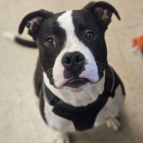 Enlarge Frankie, a Adoptable Pit Bull Terrier in Burlington, IA image 4/5