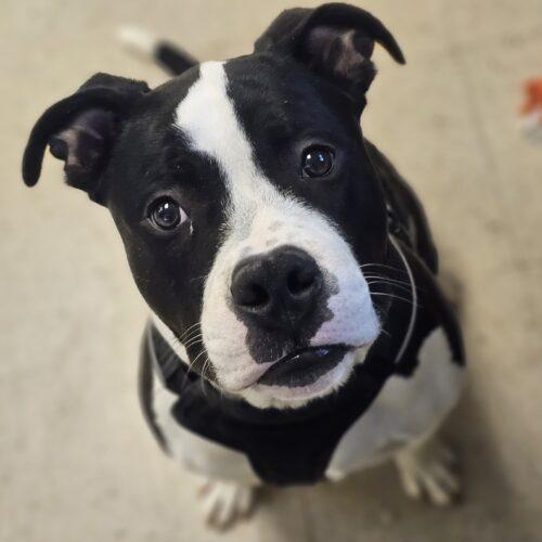 Enlarge Frankie, a Adoptable Pit Bull Terrier in Burlington, IA image 5/5