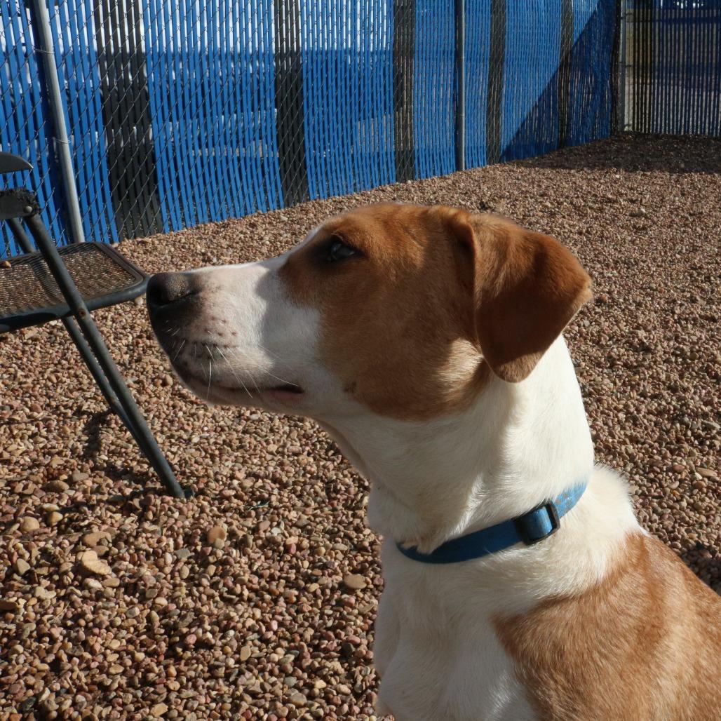 Enlarge Ichi-Ban, a Adoptable mixed breed in Kingman, KS image 1/6