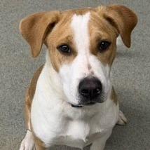 Enlarge Ichi-Ban, a Adoptable mixed breed in Kingman, KS image 2/6