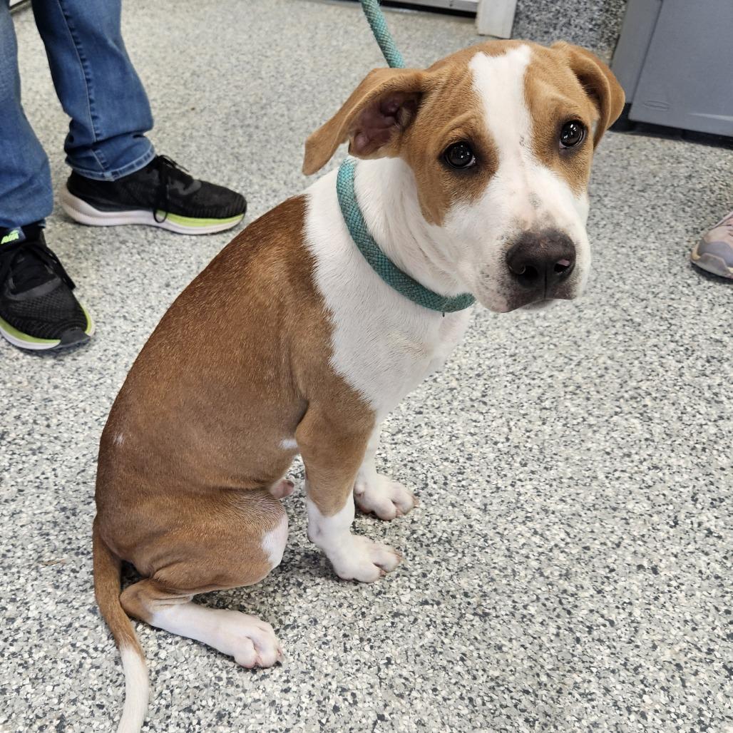 Enlarge Ichi-Ban, a Adoptable mixed breed in Kingman, KS image 4/6