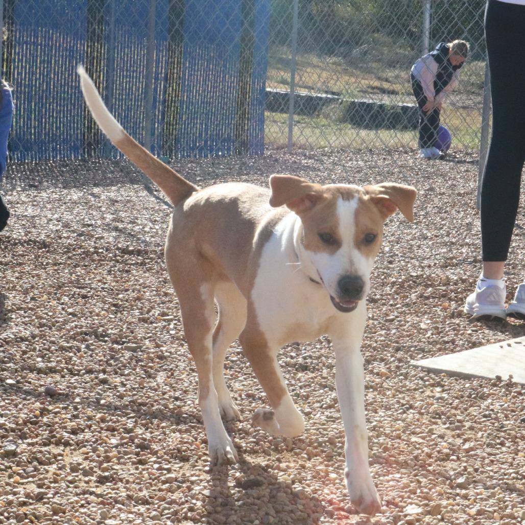 Enlarge Ichi-Ban, a Adoptable mixed breed in Kingman, KS image 5/6