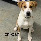 Enlarge Ichi-Ban, a Adoptable mixed breed in Kingman, KS image 6/6