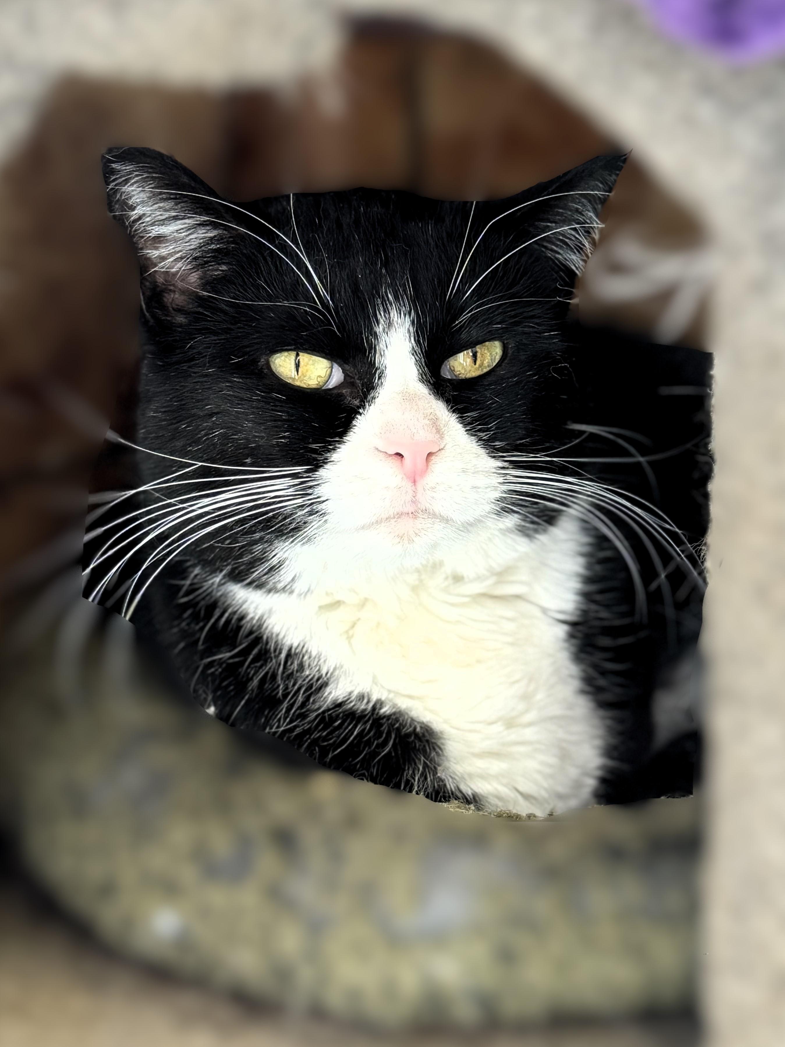 Xena, Adoptable, Adult Female Domestic Short Hair.