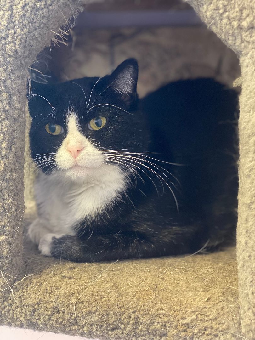 Enlarge Xena, a Adoptable Domestic Short Hair in Pekin, IL image 2/3