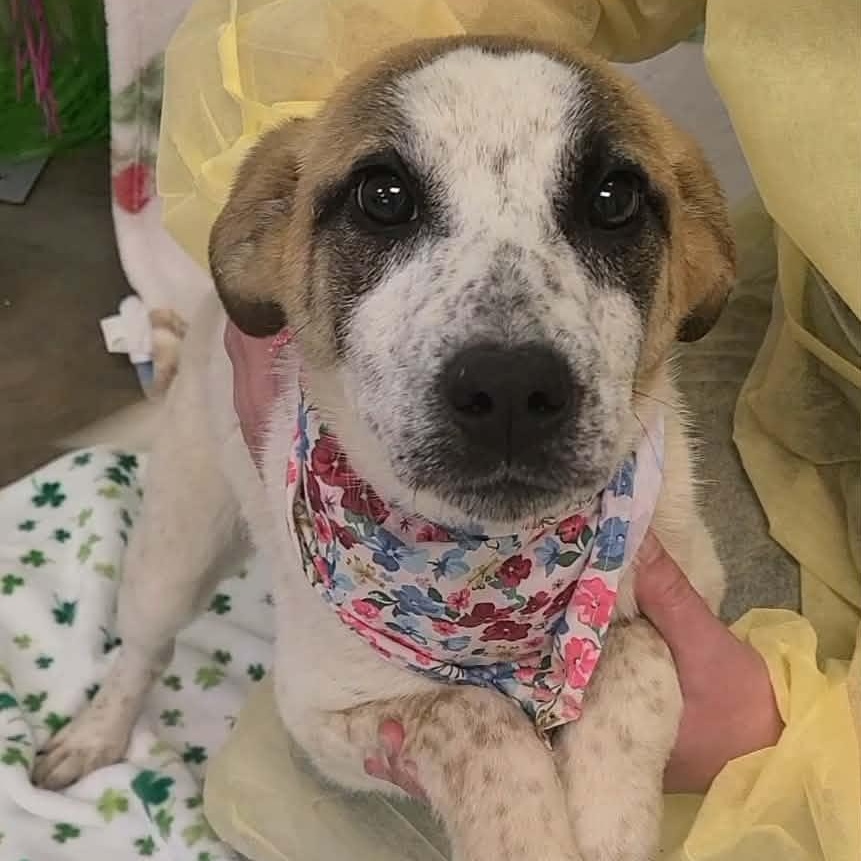 Aspen, ADOPTABLE, Young Female Anatolian Shepherd.