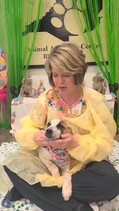 Enlarge Aspen, a ADOPTABLE mixed breed in Woolwich, ME video 2/2