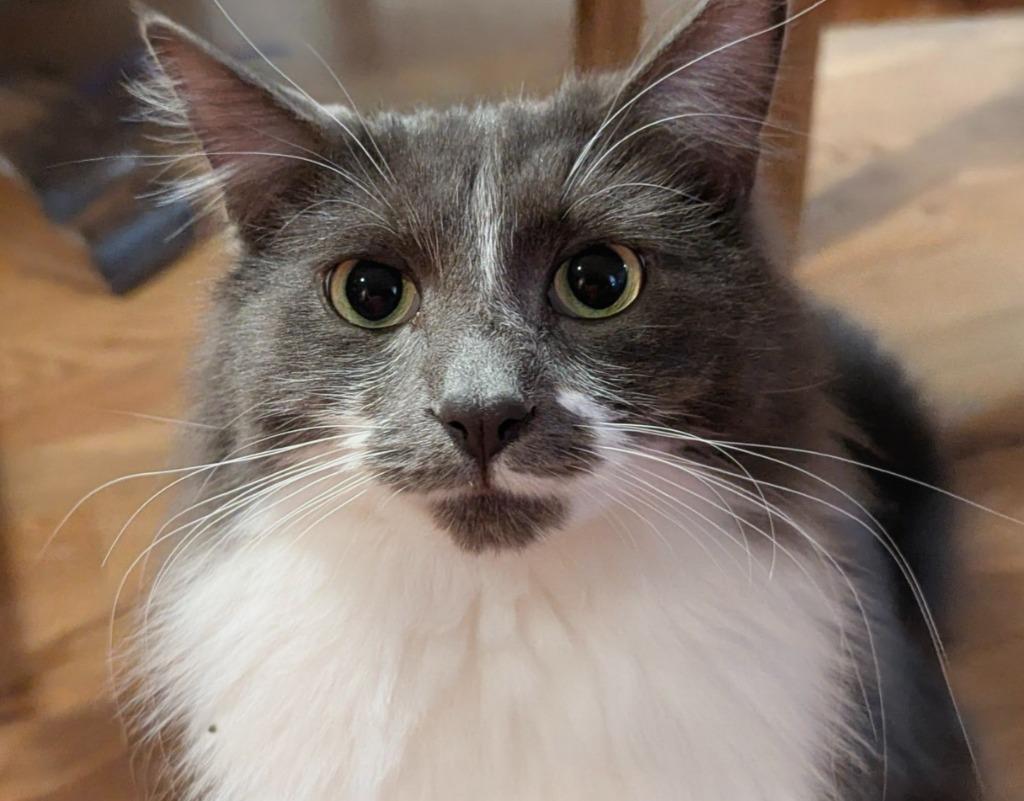 Enlarge Liora, a Adoptable mixed breed in Olathe, KS image 1/3