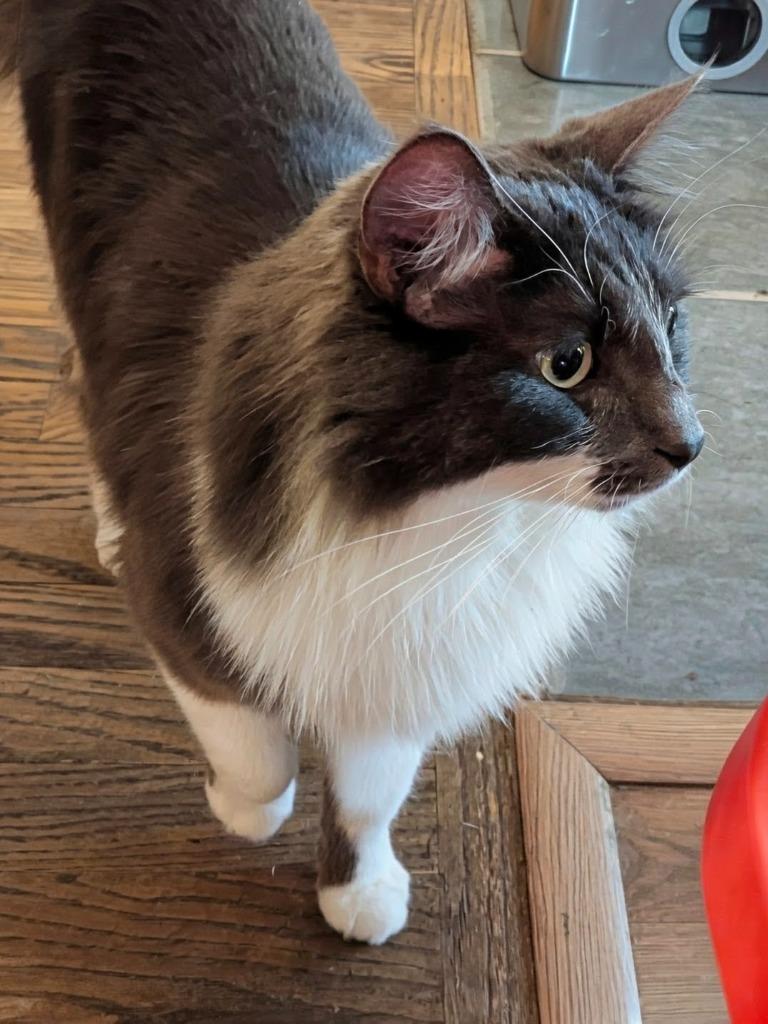 Enlarge Liora, a Adoptable mixed breed in Olathe, KS image 2/3