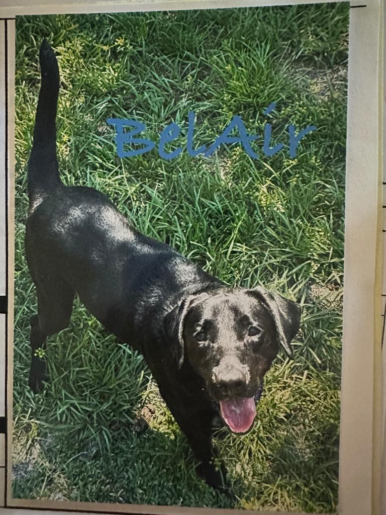 Enlarge BelAir, a Adoptable Labrador Retriever in Fort Pierce, FL image 1/1