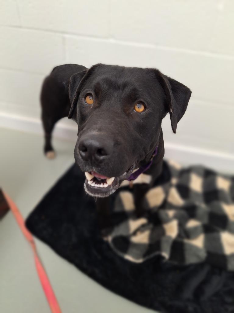 Blue, Adoptable, Young Male Pit Bull Terrier.