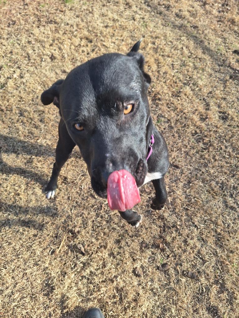 Enlarge Blue, a Adoptable Pit Bull Terrier in Noble, OK image 2/4