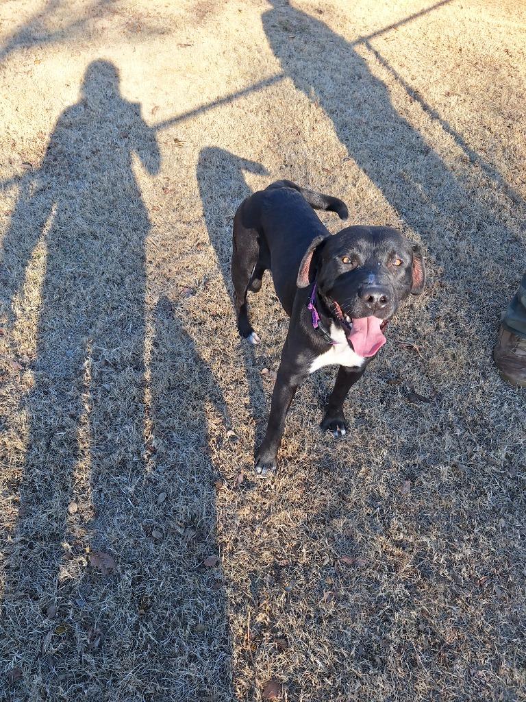 Enlarge Blue, a Adoptable Pit Bull Terrier in Noble, OK image 3/4