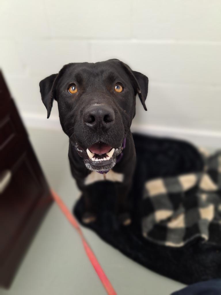 Enlarge Blue, a Adoptable Pit Bull Terrier in Noble, OK image 4/4