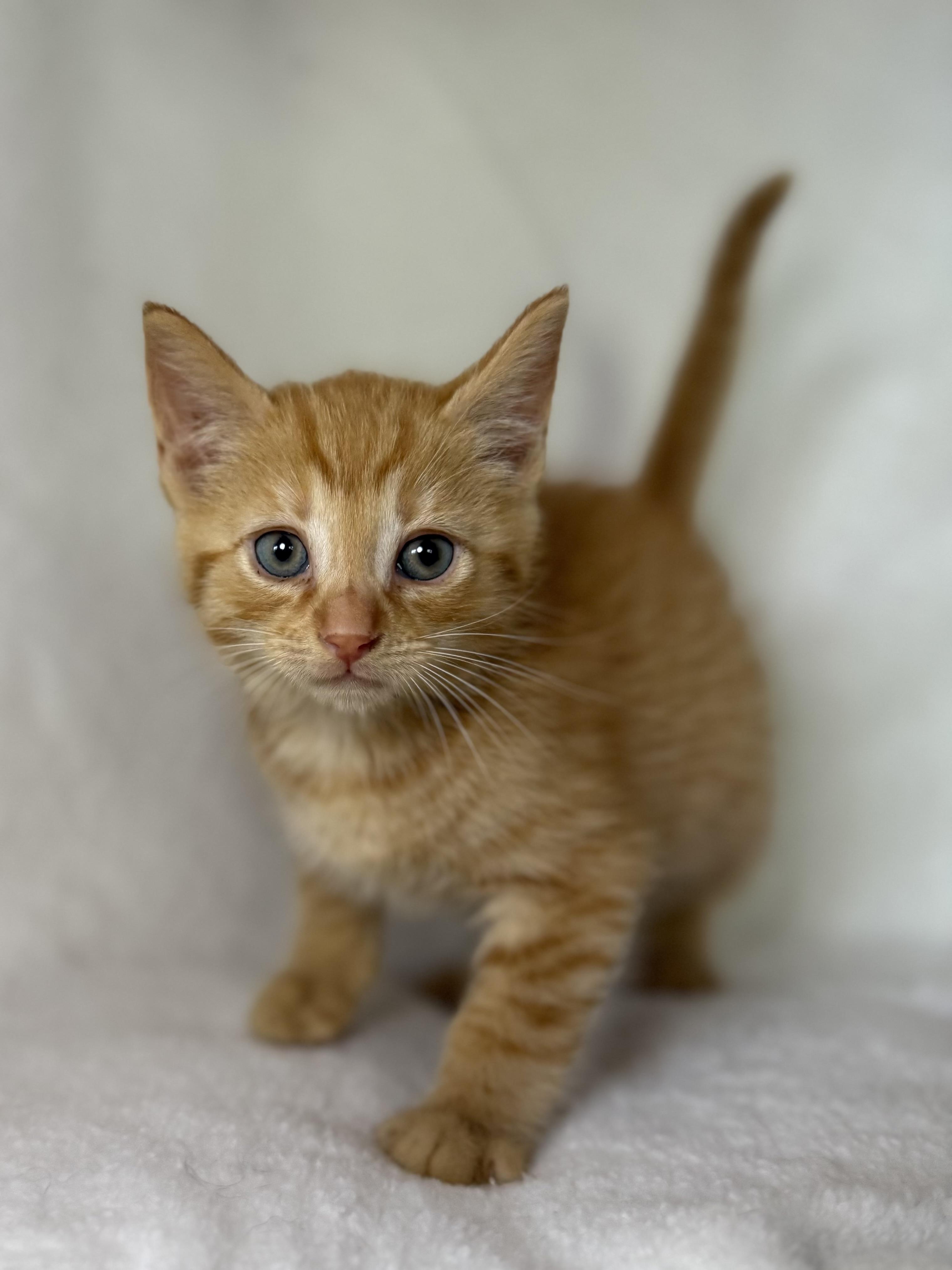 Enlarge Shortbread, an adopted mixed breed in Greensboro, NC image 2/2