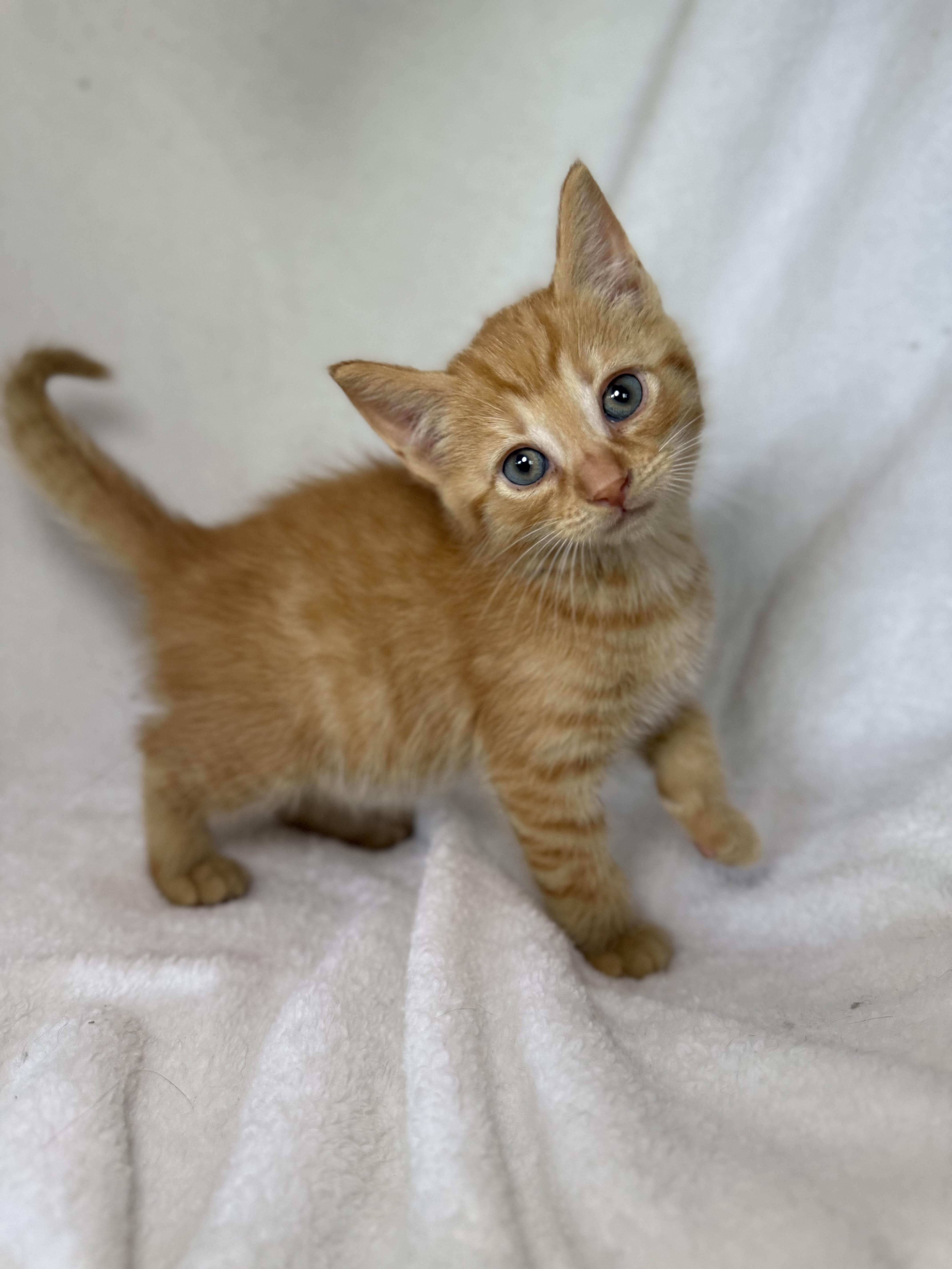 Shortbread, adopted, Kitten Male Domestic Short Hair & Tabby.