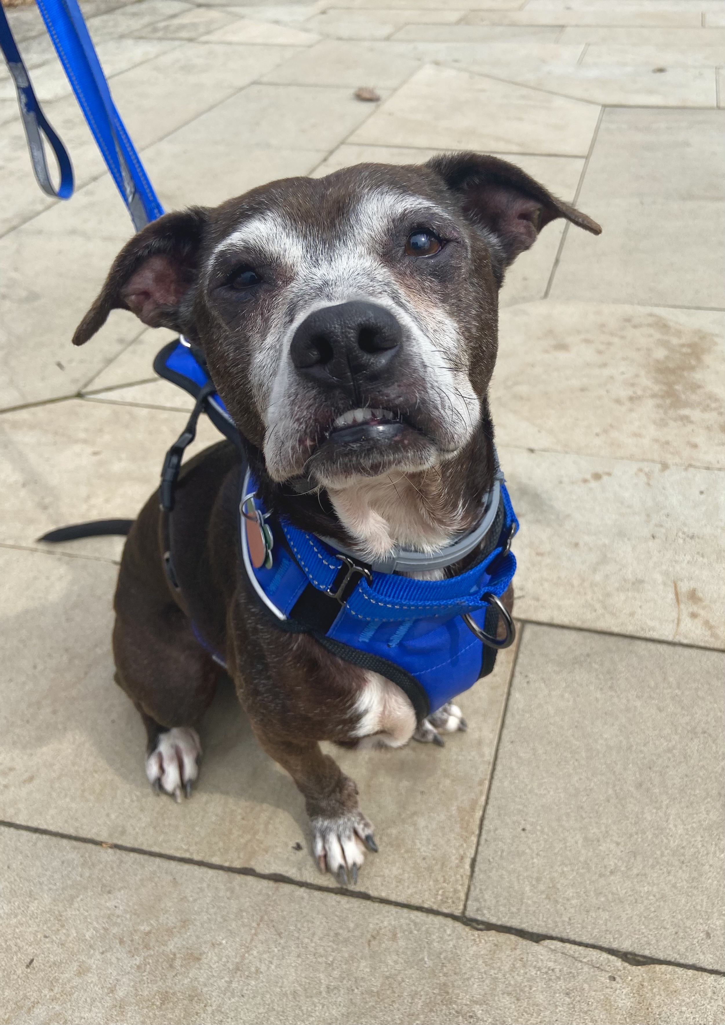 Dog for adoption Macaroni, a Terrier Mix in Bradfordwoods, PA Petfinder