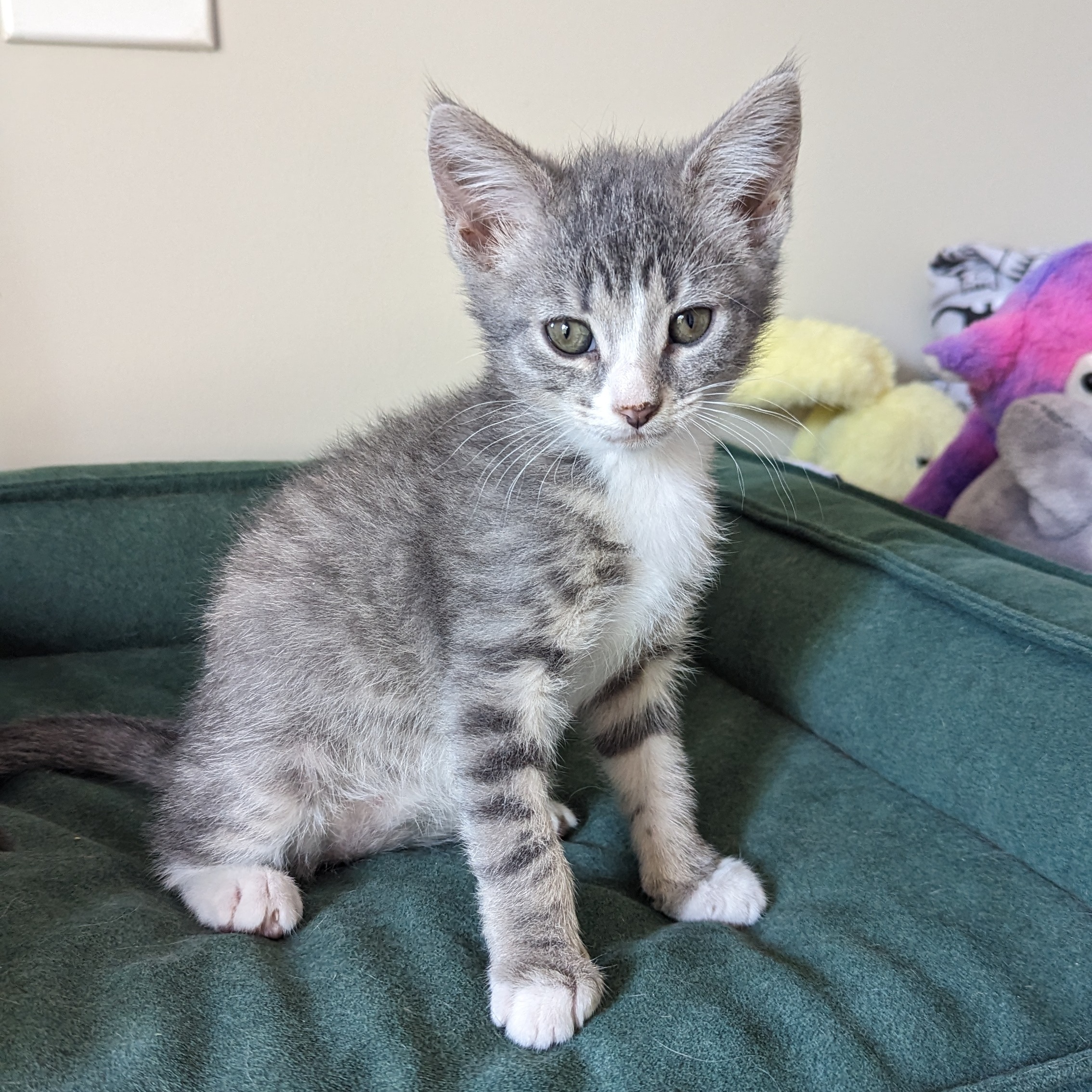 Enlarge Pinstripe (Patterns litter), a Adopted mixed breed in Tucker, GA image 2/6