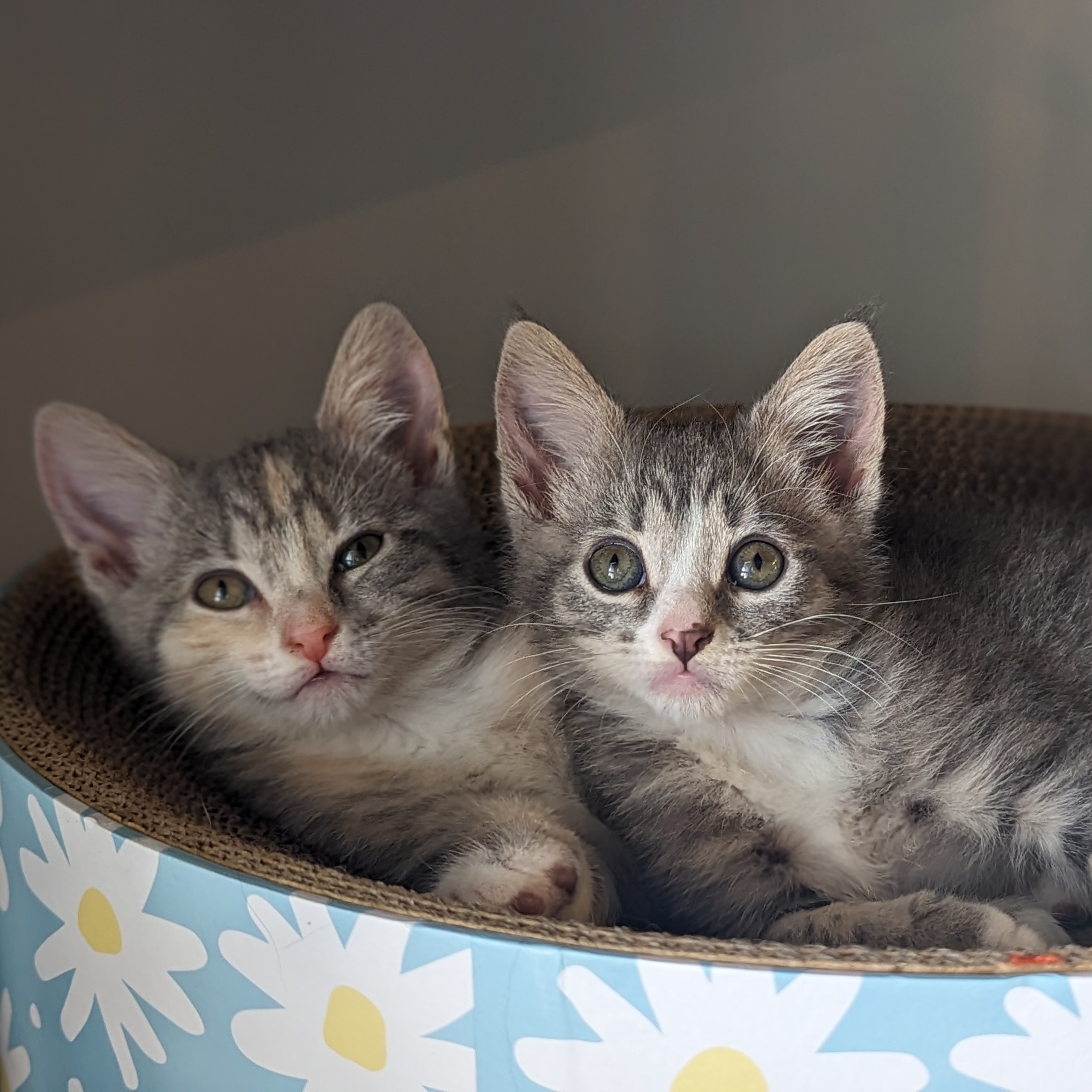 Enlarge Pinstripe (Patterns litter), a Adopted mixed breed in Tucker, GA image 5/6