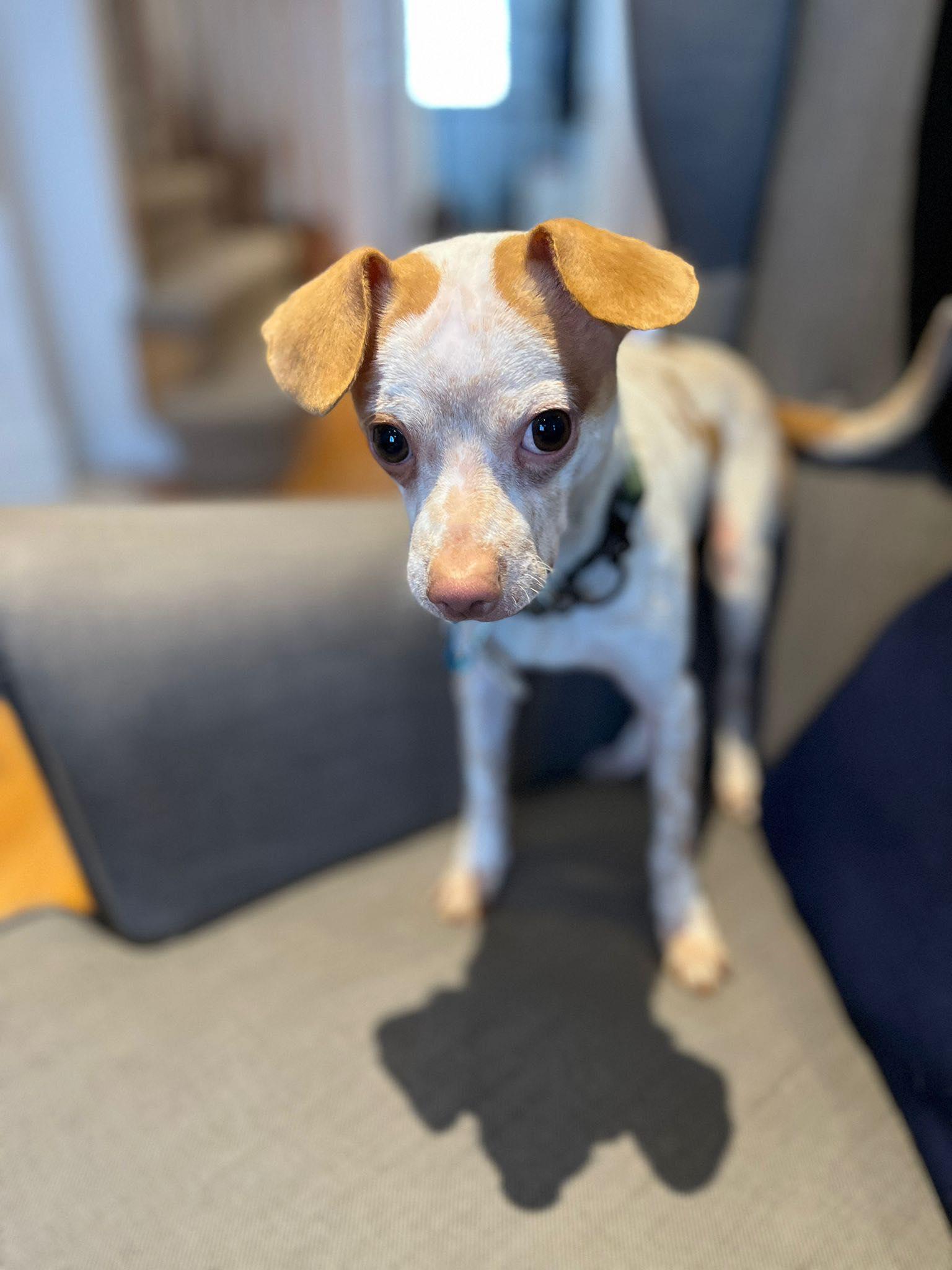 Enlarge Coconut, a ADOPTABLE mixed breed in Newmarket, ON image 5/6