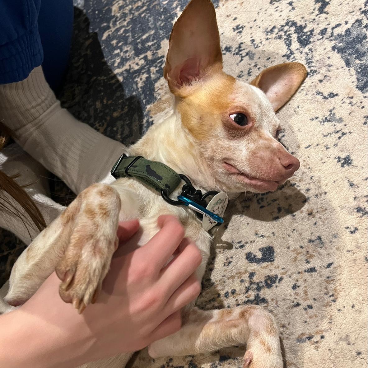 Enlarge Coconut, a ADOPTABLE mixed breed in Newmarket, ON image 4/6