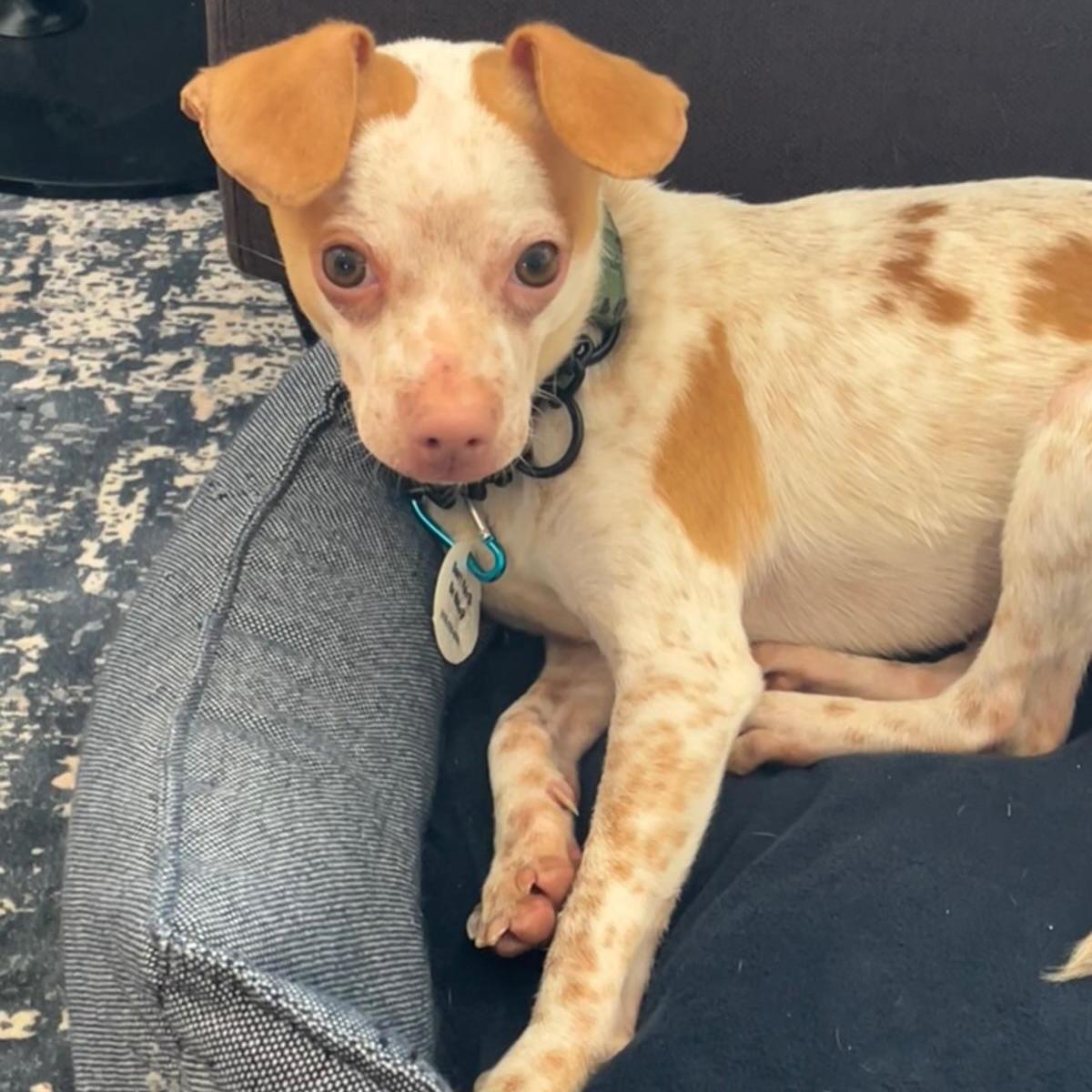 Enlarge Coconut, a ADOPTABLE mixed breed in Newmarket, ON image 3/6