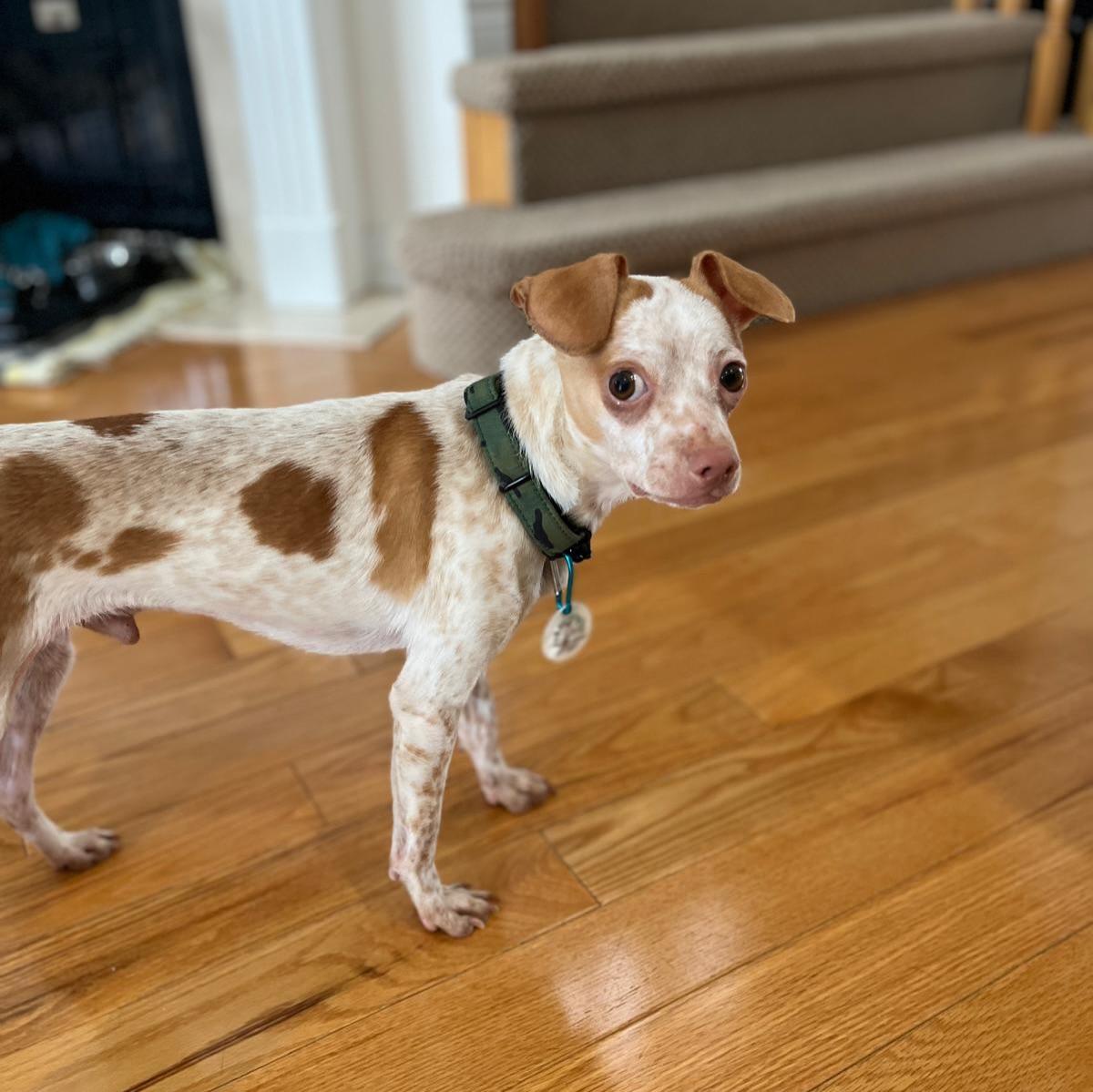 Enlarge Coconut, a ADOPTABLE mixed breed in Newmarket, ON image 6/6