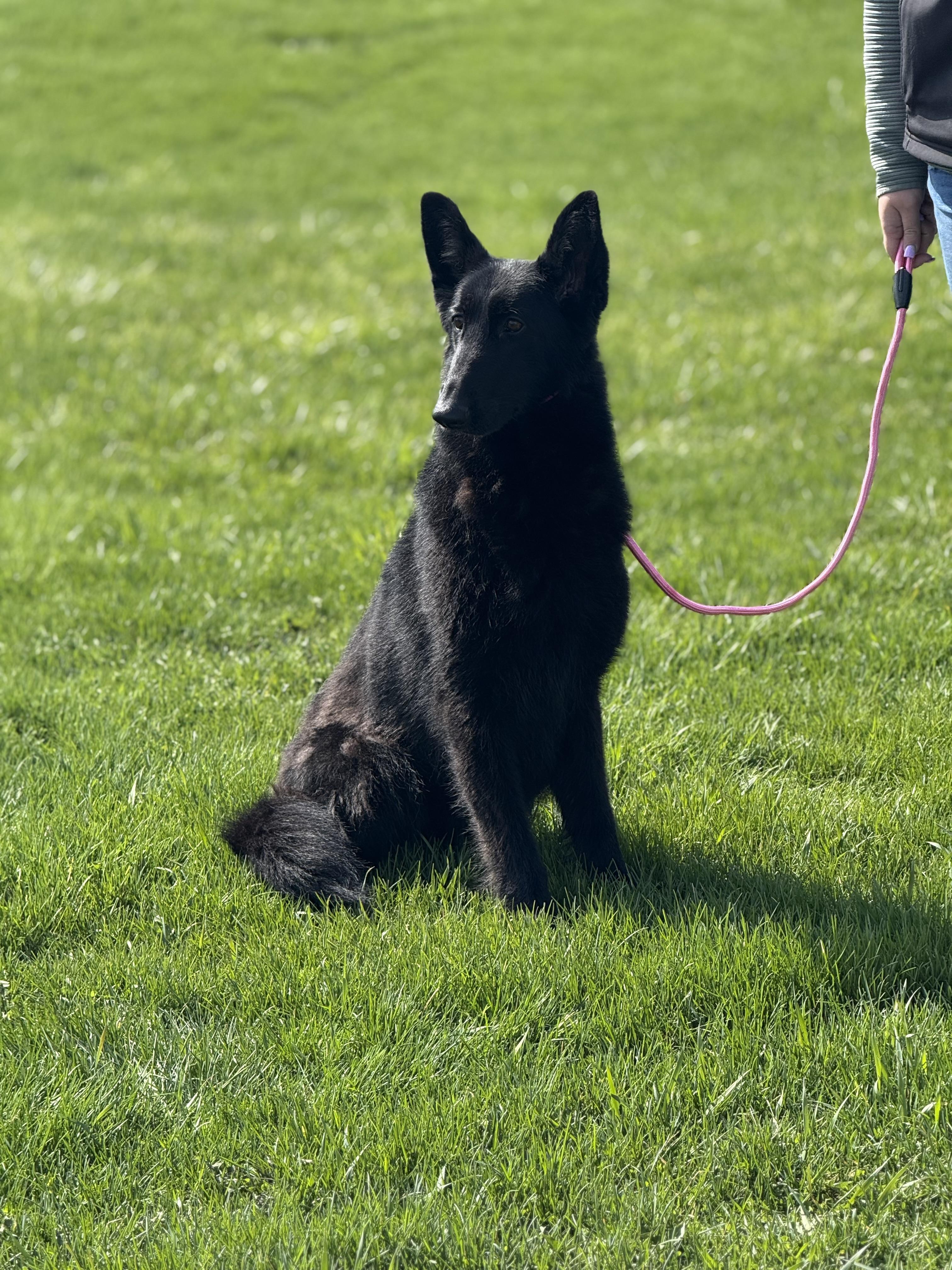 Lacy, adopted, Young Female German Shepherd Dog.