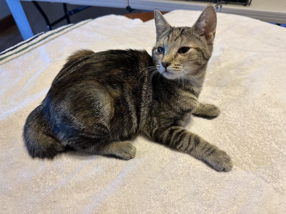 Riley, Adoptable, Young Female Domestic Short Hair.