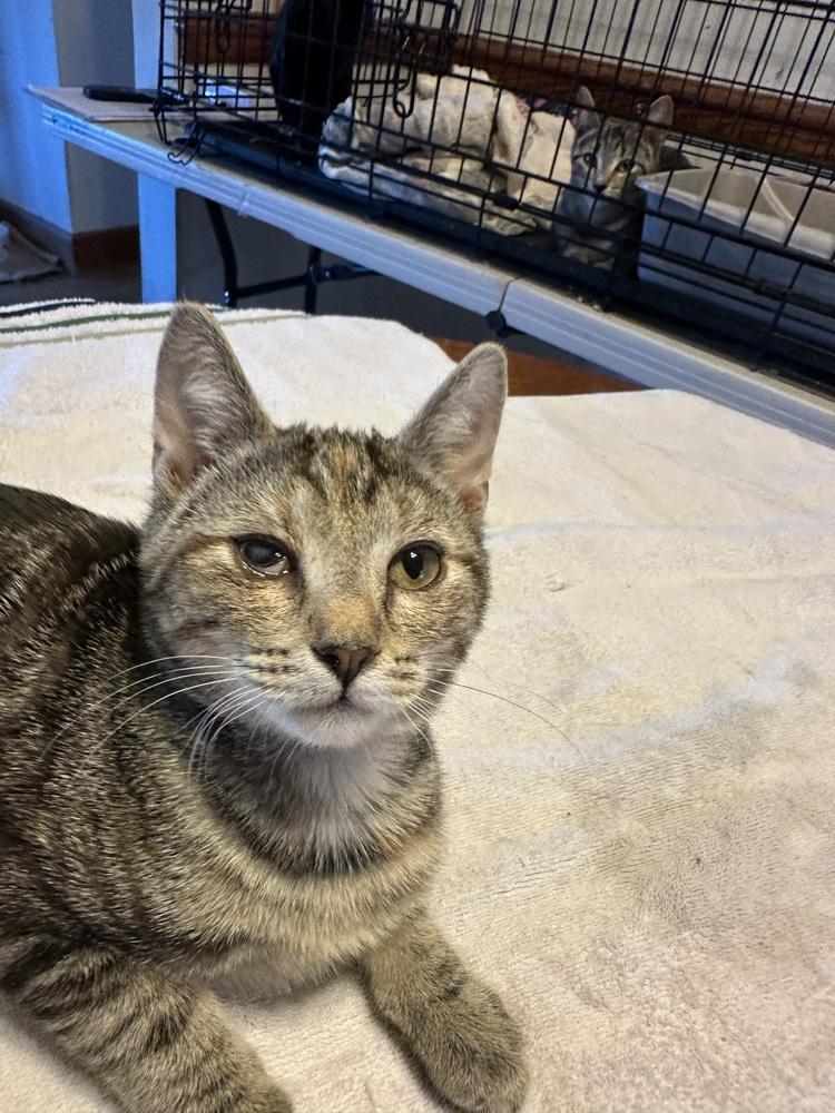 Enlarge Riley, a Adoptable mixed breed in Carrollton, VA image 2/3