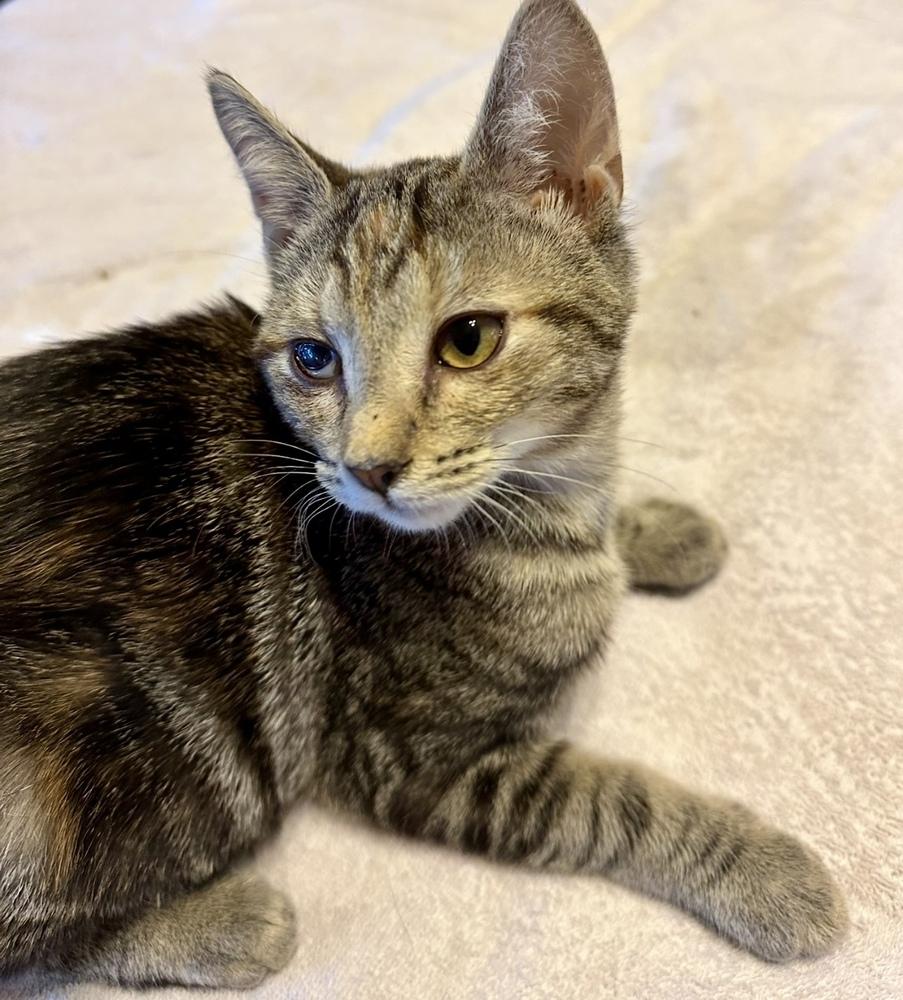 Enlarge Riley, a Adoptable mixed breed in Carrollton, VA image 3/3