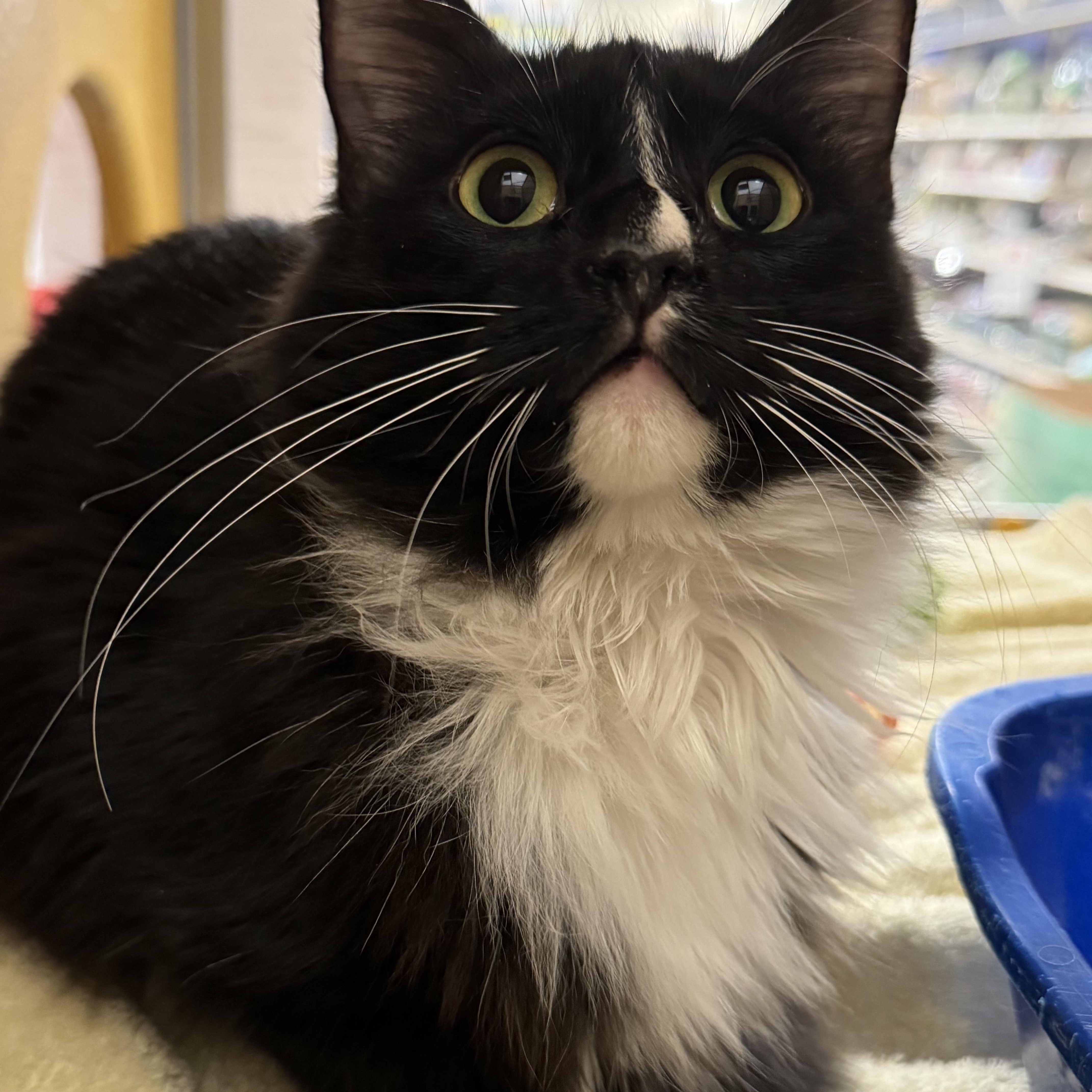 Enlarge London, an adopted Domestic Medium Hair in Phoenix, AZ image 3/3
