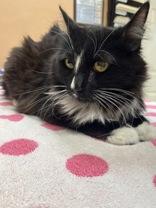 Enlarge London, an adopted Domestic Medium Hair in Phoenix, AZ image 2/3