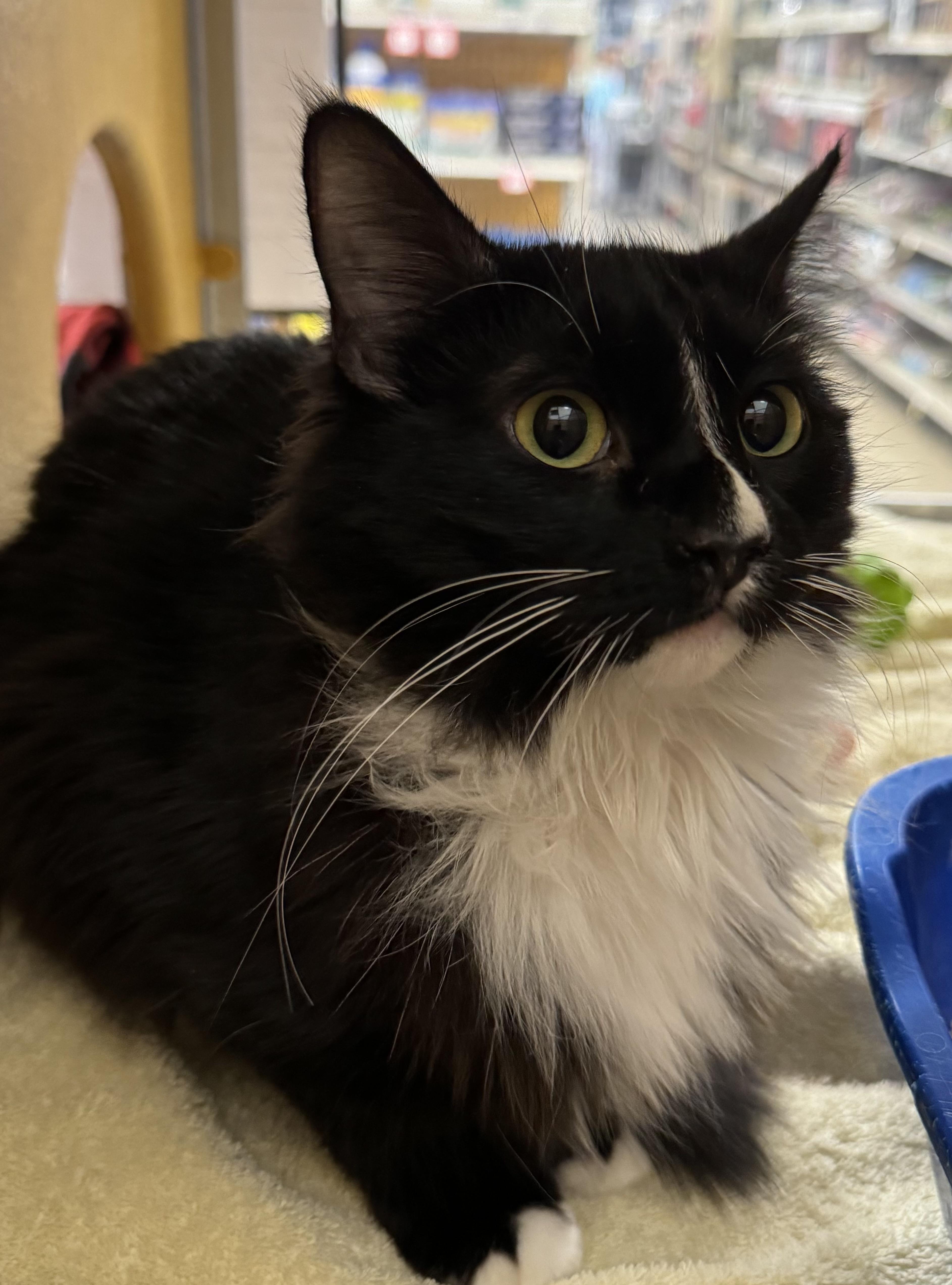 London, adopted, Young Female Domestic Medium Hair.