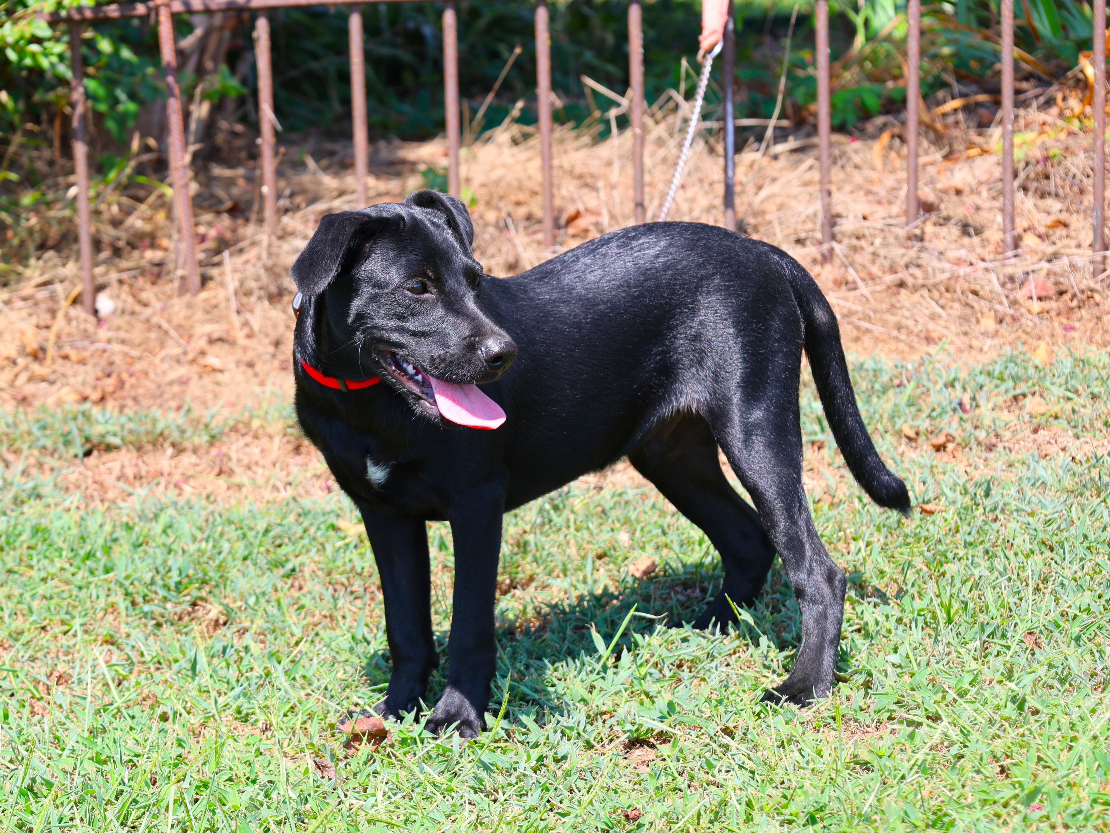 Enlarge Shadow - LOVES CHILDREN, a Adoptable mixed breed in Medfield, MA image 2/4