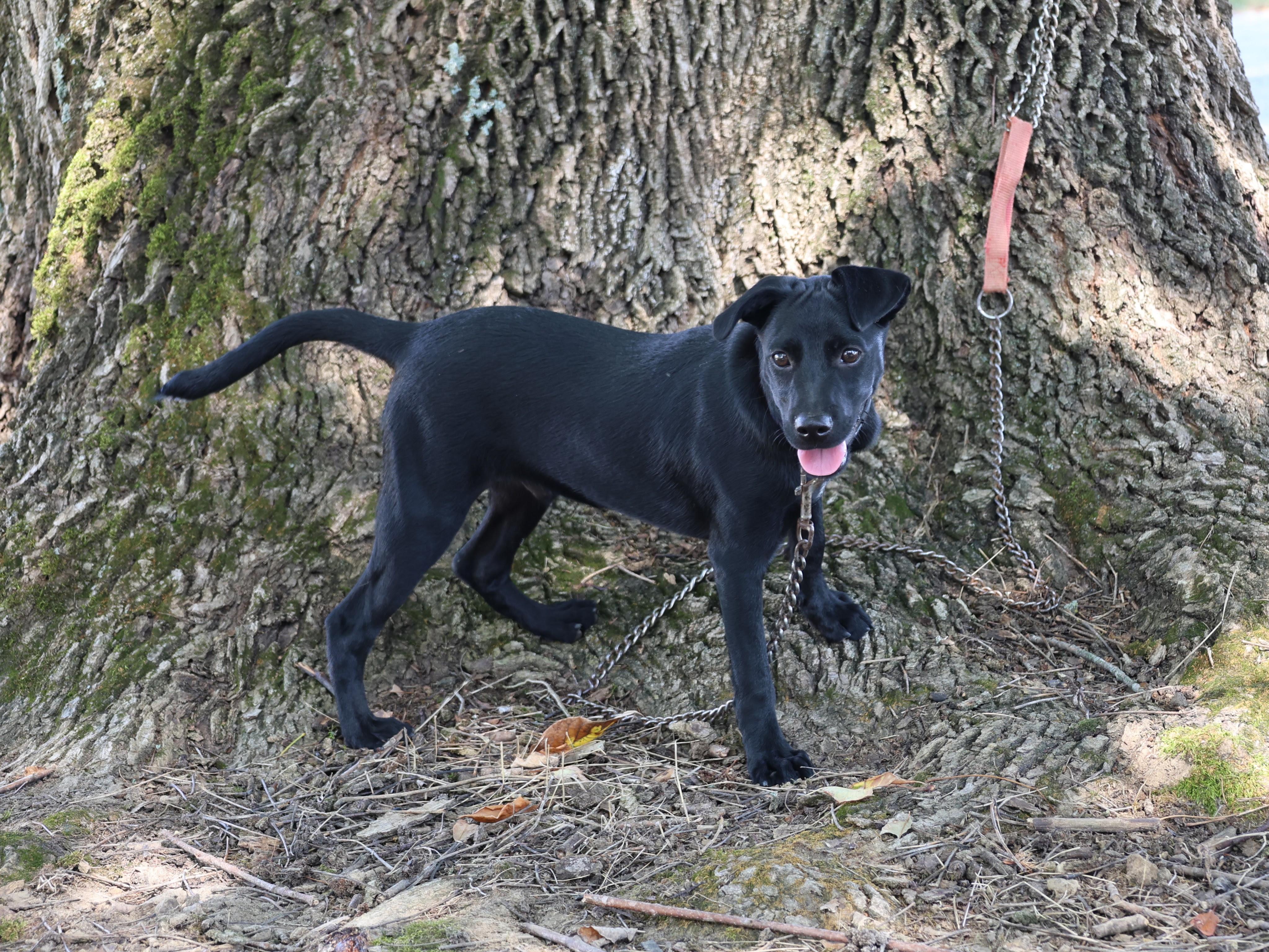 Enlarge Shadow - LOVES CHILDREN, a Adoptable mixed breed in Medfield, MA image 1/4